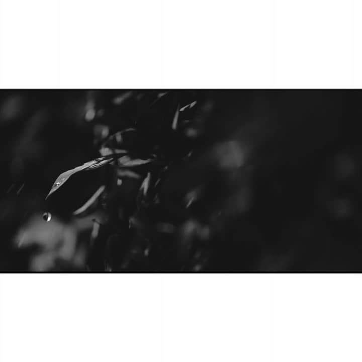 𝐑𝐄𝐀𝐓𝐌𝐎のインスタグラム：「フォトグラファーの @shinsukagram さんの映像と僕の曲で、ヴィジュアル × 音楽のコラボ始めました。  ◆ 安井 信介（SHINSUKE YASUI） http://filmcrusaders.com/shinsuke-yasui/ ◆ ゲストギタリスト: @kireina_gian   Hilty & Bosch @hiltyandbosch_official の公演で知り合い、過去ライヴ写真を撮影いただくという形ではコラボしていた安井さん。改めて本格的にコラボ創作できたらと切望していたので、まずはこんな形でスタートしてみました。 打ち上げではじめて呑んだときから、安井さんとは感性がとても似ているのではと勝手ながら思っていたし、実際共作するとすこぶる刺激的。コラボ第一弾からとても楽しかったです！ コロナ禍のなかでライヴ現場で共作が難しくなってる分、これからこんな形で定期的に共作できたらとワクワクしてます。 そしてこのジングル音源、 @japangrowthers さんの映像プロジェクトでフィーチャーされる予定なので、そちらも公開され次第シェアしようと思います。そっちも面白い続報いろいろあり🔥 #photography #videooftheday #photographer #beabox #waterphotography #monochrome #imagevideo #photooftheday」