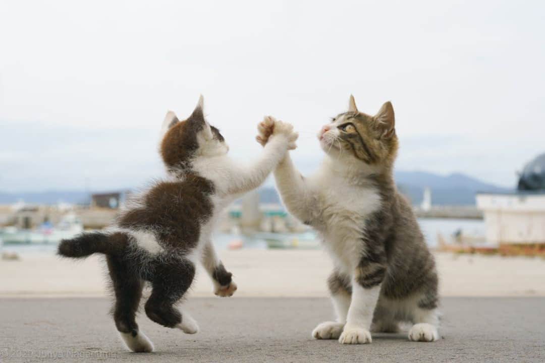 のインスタグラム：「Sakuragi and Rukawa⠀ ⠀ 📷  gaga_numa  TW⠀ ⠀ #meowed #Sakuragi #Rukawa #SLAMDUNK #🤝」