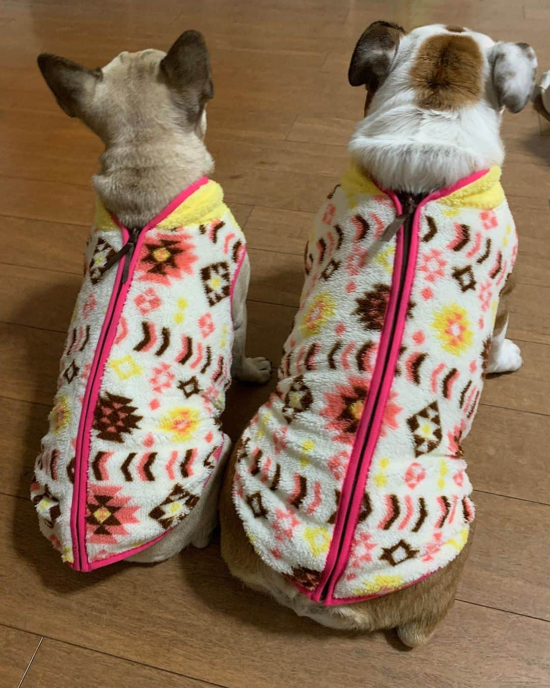 北斗晶さんのインスタグラム写真 - (北斗晶Instagram)「飼い主バカ  #飼い主バカ #愛犬  #花梅ちゃん  #お揃いの服」10月20日 22時07分 - hokutoakira_official