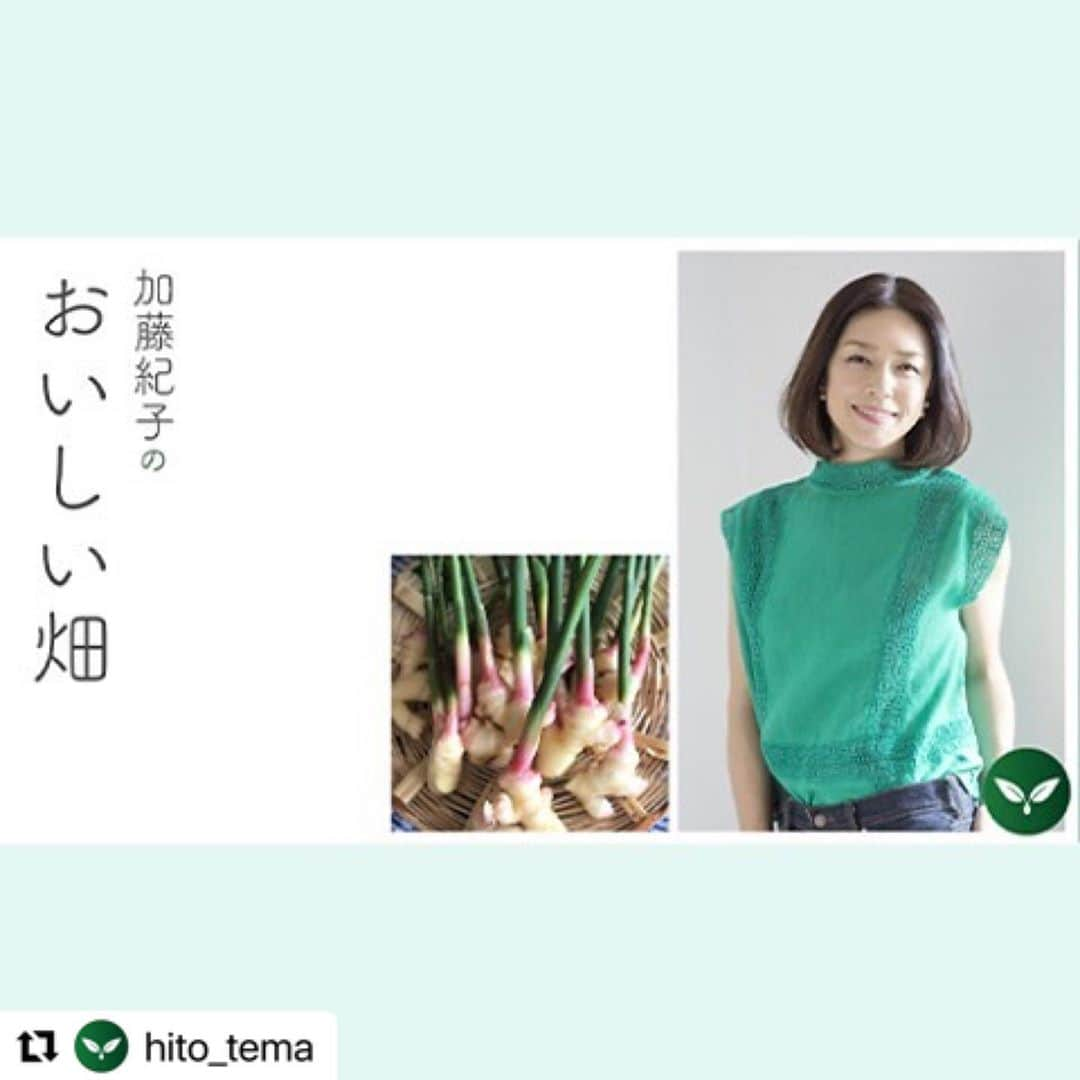 加藤紀子さんのインスタグラム写真 - (加藤紀子Instagram)「今日から毎月の連載です！ お楽しみ頂けたら🙏✨  #Repost @hito_tema with @make_repost ・・・ 🌱 谷中ショウガのお話🌱 . 新連載「加藤紀子のおいしい畑」、 第1回は谷中ショウガがテーマです。 . スーパーマーケットで見かけても、 「どうやって食べるのかな…？」 と、通り過ぎている人も多そうですね。 . でも、加藤さんのコラムを読めば、 わざわざ探して買ってみたくなるはず。 写真からも伝わるみずみずしい辛味、 一度味わってみてくださいね。 . ぜひ、記事でご覧ください。 サイトへのリンクはプロフィールページから。 . #hitotema #ひとてま #加藤紀子 さん #カトノリ農園 #加藤紀子のおいしい畑 #畑チャンネル #加藤によだれ #家庭菜園 #畑仕事 #野菜 #家庭菜園好きな人と繋がりたい #畑好きな人と繋がりたい #旬の食材 #旬の野菜 #野菜たっぷり #谷中ショウガ #谷中しょうが #谷中生姜 #葉生姜 #しょうが #ショウガ #生姜 #温活 #おすすめは肉巻き」10月20日 22時31分 - katonoriko