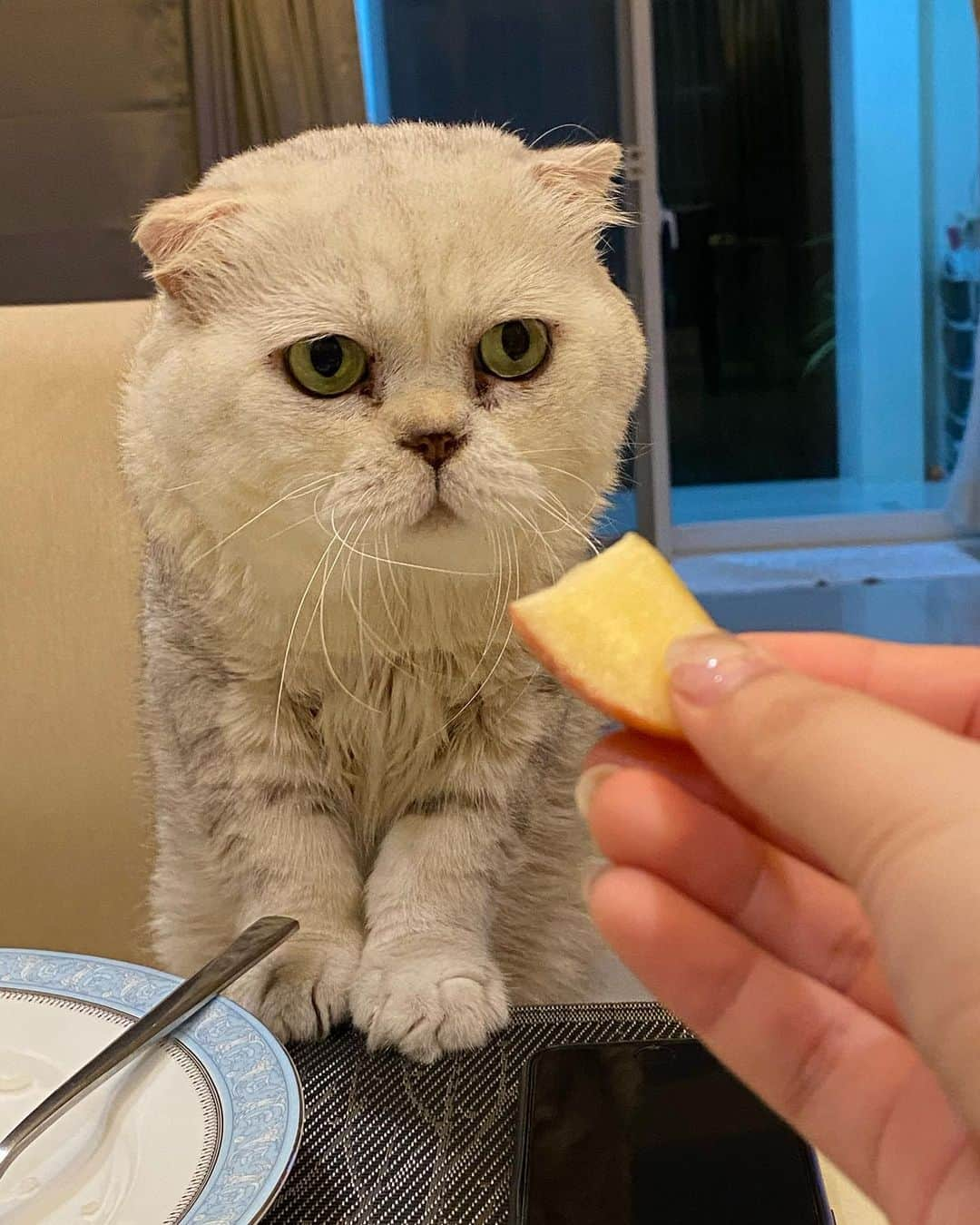 Haruさんのインスタグラム写真 - (HaruInstagram)「Excuse me. Can I have some apple? 🍎 #ขอคำนึง #อย่าแกงกันเบย」10月20日 22時32分 - haru_thecat