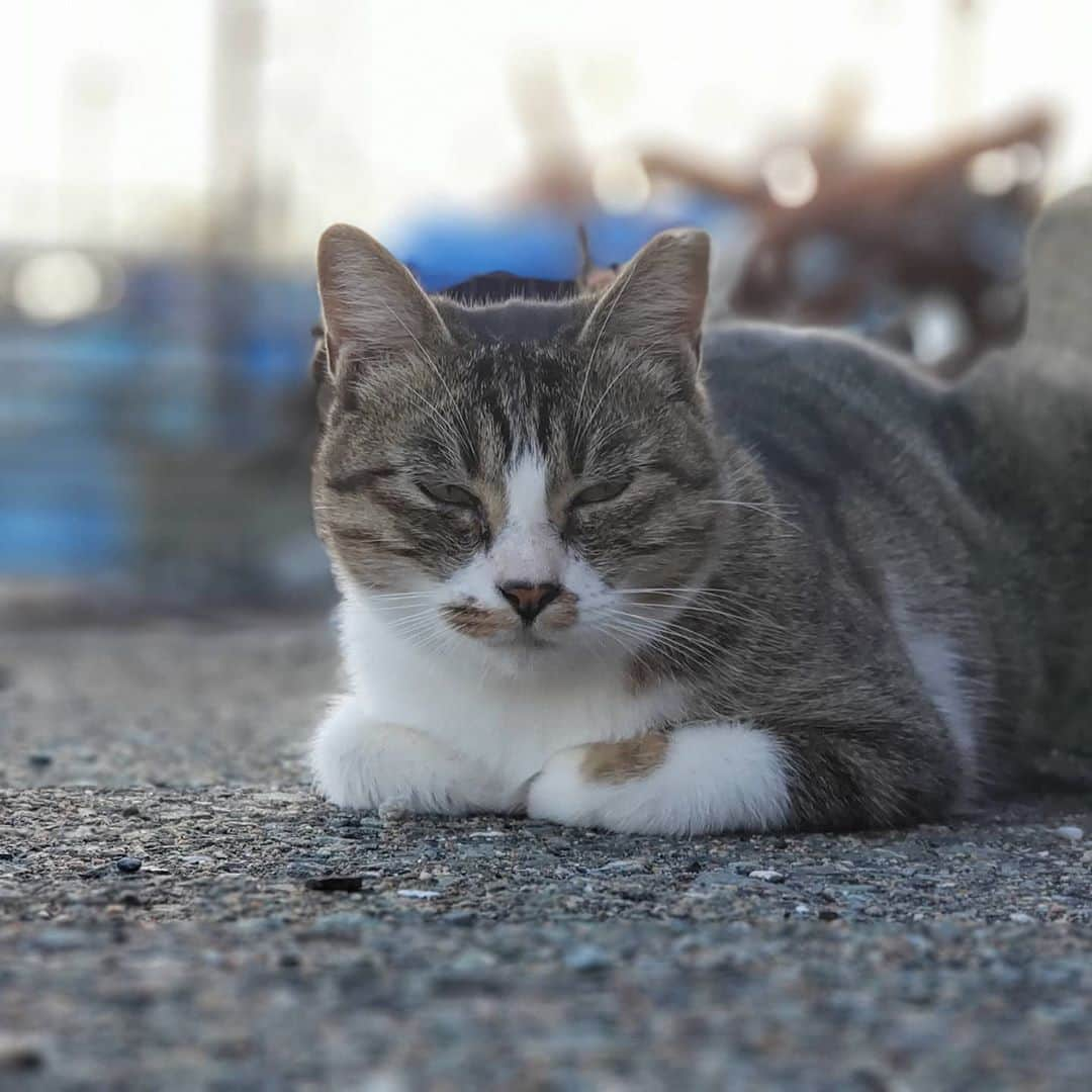 感動猫動画のインスタグラム