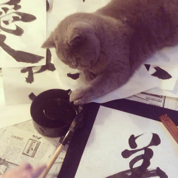 阪井あゆみのインスタグラム：「かまって邪魔猫…🐾❤️ 紙、墨が好きらしくどうよけても手出し笑。 一度は寝たふりとかする。。 気がヒト😏 #寿　 #ブリティッシュショートヘア #あゆみ書」