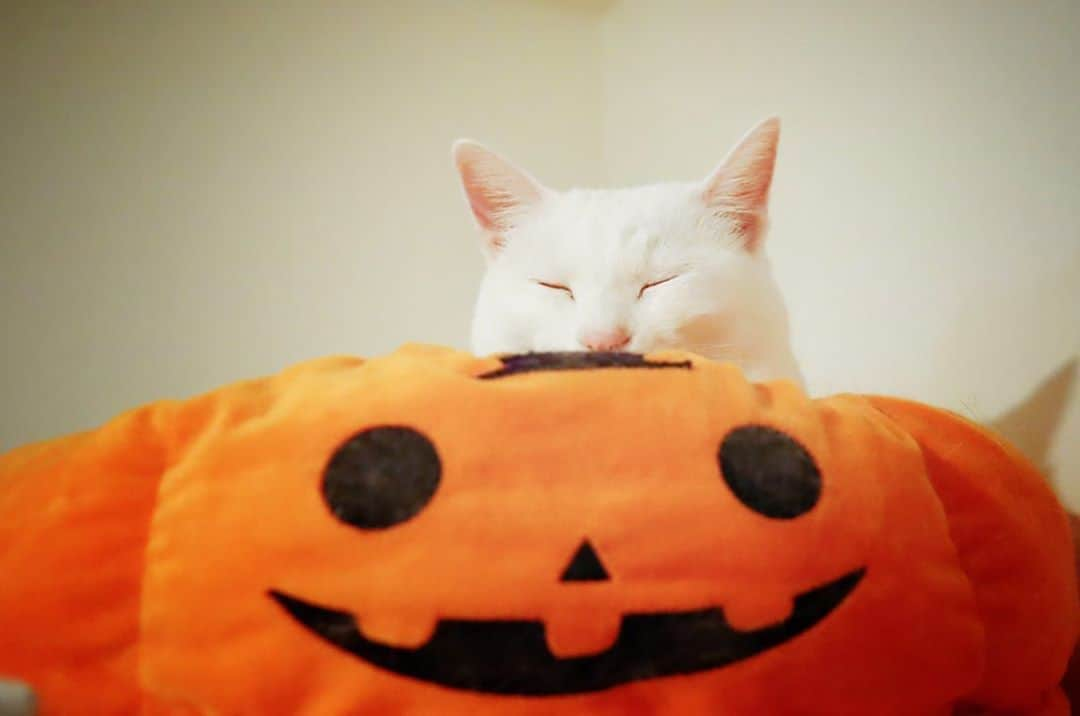 marikill66さんのインスタグラム写真 - (marikill66Instagram)「✼ Good Night🎃🌙 * #ぐっにゃい 🐾 * * #とろねこチャレンジ  #ねこは人を笑顔にする #シマホレスキュー #シマホネコダスケ #猫カレンダー2022参加したい #WPE2020秋フォトグランプリ * #peppyハロウィン2020 #ハロウィンにゃんこ #rハロウィン #ペティオハロウィン #StandbymeProject #ペトラフ #ペトラフハロウィン2020 #ビューティープロコンテスト @beautypro_contest *  #IGersJP #rakutenpet #nyancon01 #petokotolife #無敵の親バカ同盟 #ふわもこ部 #ペコねこ部 #peppyフォト部 #ねこのきもち #サンデイ #sippoストーリー * #fukuhakucha #marikill66_1020 ##fukukohakuchahalloween」10月20日 23時24分 - marikill66