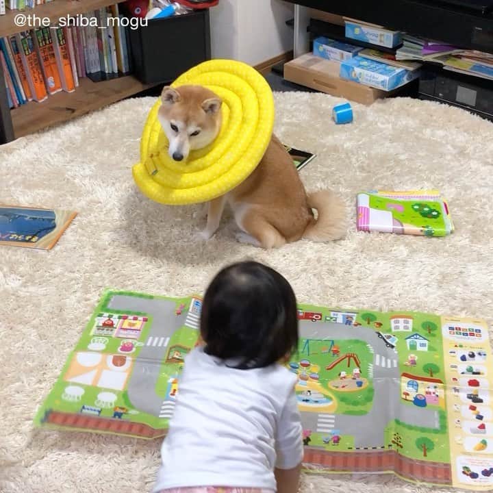 Moguのインスタグラム：「. やっぱり敷物が好きなの。 #ベビ子分は敷物1人一枚主義らしい #シュール #またお尻ですか #やれやれなの #撤退するなの . @the_shiba_mogu  #柴犬 #shibainu #shiba#赤柴 #redshiba#犬 #dog#しばいぬ#nannydog#犬と子供#子供と犬#柴犬と子供#柴#赤ちゃんと犬#犬と赤ちゃん#柴犬と赤ちゃん#赤ちゃんと柴犬#柴犬のいる暮らし#子守犬」