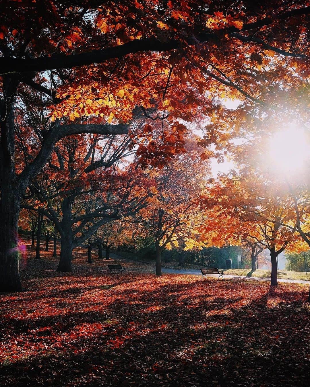 kaelさんのインスタグラム写真 - (kaelInstagram)「Every leaf speaks bliss to me Fluttering from the autumn tree. -Emily Brontë」10月20日 23時17分 - punkodelish