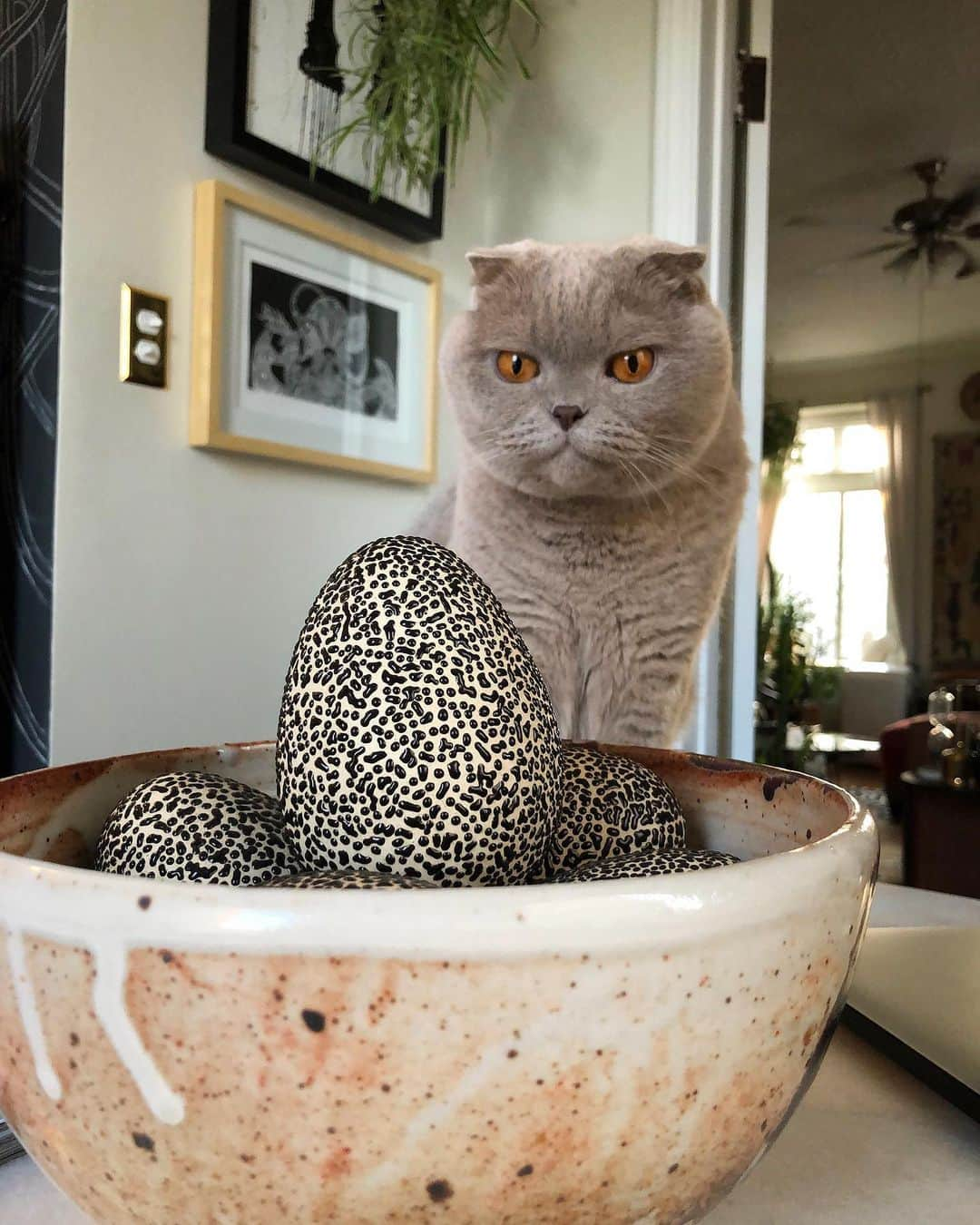 Millaさんのインスタグラム写真 - (MillaInstagram)「I think I found the 4th Dragon 🐉 🥚... and I don’t trust it! #MillaTheCat #GOT」10月20日 23時20分 - millathecat