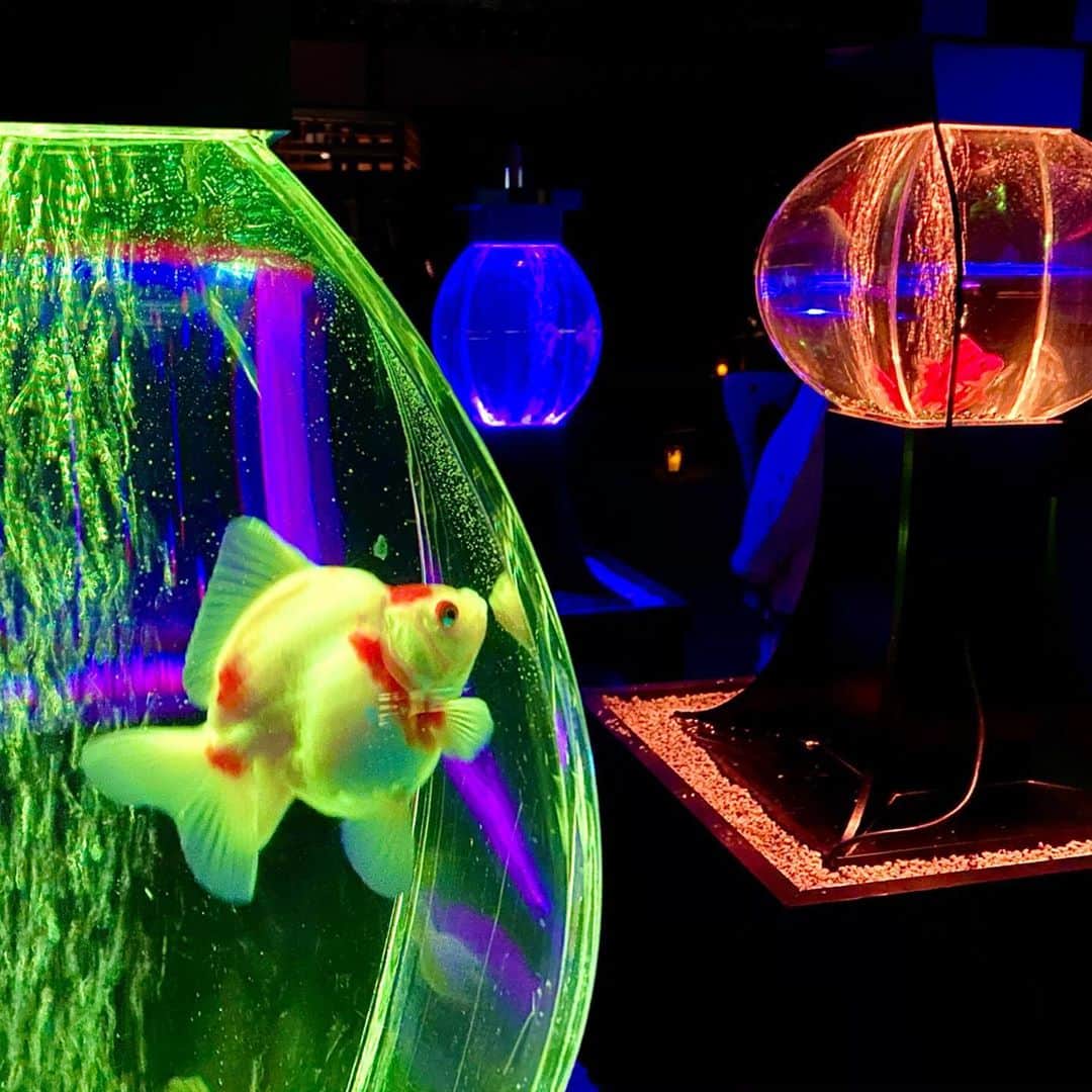 野本愛のグルメインスタ