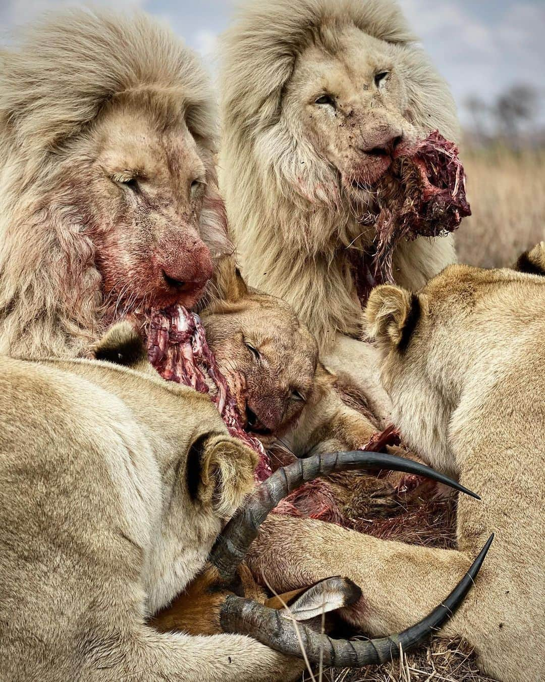 Kevin Richardson LionWhisperer さんのインスタグラム写真 - (Kevin Richardson LionWhisperer Instagram)「So as not to offend anyone I decided to put the ‘sensitive content’ slide first, but the reality is, that lions eat meat and it’s normal and it’s natural. I know these images will stir up some emotions and may even result in some ‘clicking’ of the unfollow button, but that’s okay, because people need to understand the full picture of what it means to be a lion. After all this a page about all things lion. In an age where people are very sensitive to the realities of the natural world, I’m saddened, because of what we’ve become in a relatively short space of time. We are so disconnected from reality it’s frightening, to the extent that we don’t want to talk or think about where our meat comes from, as long as it’s packaged tastefully and don’t want to think about the reality of predator/prey relationships in the wild and how they evolved. What are we teaching our children if we can’t even come to grips with where our food comes from? If we feel the need to protect them from something as natural as a predator eating its prey then how are they going to cope in the real world that lies before them? Do children really believe that the chicken they eat is somehow different to the farmyard chicken they learn about at school? For lions there’s simply no better nutrition than a complete carcass of its natural prey, containing all the essential nutrients and minerals imperative to good health.  #lionseatmeat #lion #lions #lioness #circleoflife #carcass #sensitivecontent #reconnectwithnature #nature #natural #naturalworld #wild #wildlife #wildanimals #lionsanctuary」10月20日 23時29分 - lionwhisperersa