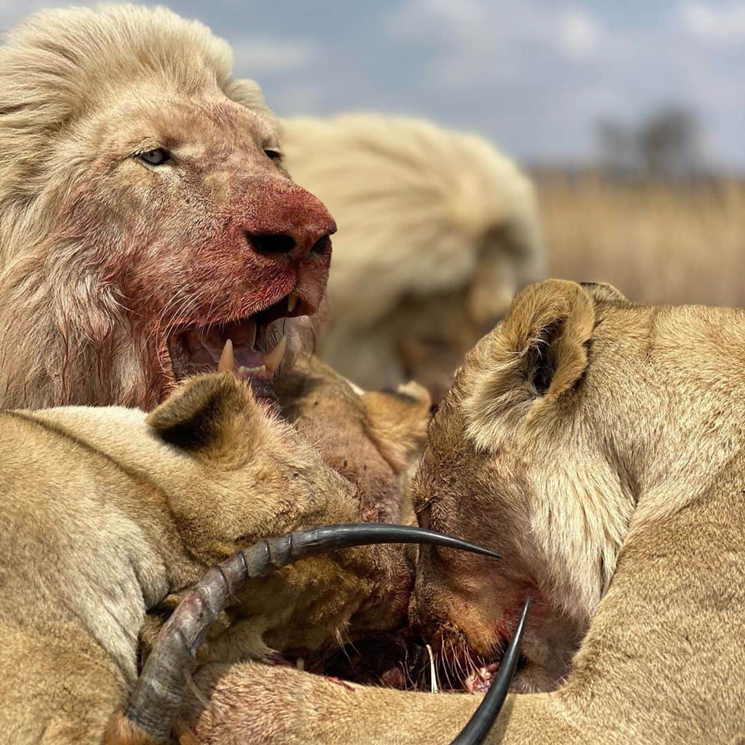 Kevin Richardson LionWhisperer さんのインスタグラム写真 - (Kevin Richardson LionWhisperer Instagram)「So as not to offend anyone I decided to put the ‘sensitive content’ slide first, but the reality is, that lions eat meat and it’s normal and it’s natural. I know these images will stir up some emotions and may even result in some ‘clicking’ of the unfollow button, but that’s okay, because people need to understand the full picture of what it means to be a lion. After all this a page about all things lion. In an age where people are very sensitive to the realities of the natural world, I’m saddened, because of what we’ve become in a relatively short space of time. We are so disconnected from reality it’s frightening, to the extent that we don’t want to talk or think about where our meat comes from, as long as it’s packaged tastefully and don’t want to think about the reality of predator/prey relationships in the wild and how they evolved. What are we teaching our children if we can’t even come to grips with where our food comes from? If we feel the need to protect them from something as natural as a predator eating its prey then how are they going to cope in the real world that lies before them? Do children really believe that the chicken they eat is somehow different to the farmyard chicken they learn about at school? For lions there’s simply no better nutrition than a complete carcass of its natural prey, containing all the essential nutrients and minerals imperative to good health.  #lionseatmeat #lion #lions #lioness #circleoflife #carcass #sensitivecontent #reconnectwithnature #nature #natural #naturalworld #wild #wildlife #wildanimals #lionsanctuary」10月20日 23時29分 - lionwhisperersa