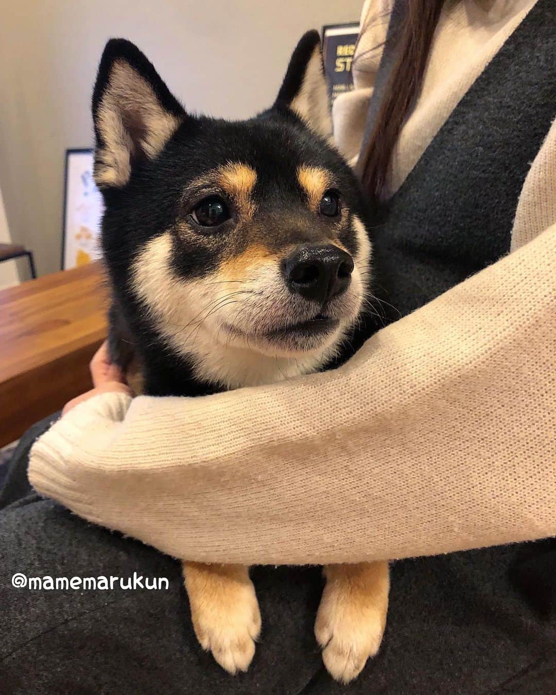 まめ丸のインスタグラム：「* * おうちにヘンなやつがきて こわくなっちゃったぼく…🐶💦 * （掃除機以外こわいもの知らずのまめ丸ですが、ホットクックを起動するとなぜか震えてしまい…しゃべるから電子音声がこわいのかと思って音なしにしてもおびえてしまいます😢） * * #ホットクック起動すると抱っこされにいくよ #ブルブルふるえちゃうし #しっぽもさがっちゃった * #柴犬#豆柴#柴#黒柴#犬#しばいぬ#shiba#shibainu#shibastagram#shibadog#ig_japan#ig_dogphoto#puppy#instadog#dogstagram#dog#petstagram#pet#강아지#dailyfluff#weeklyfluff#」