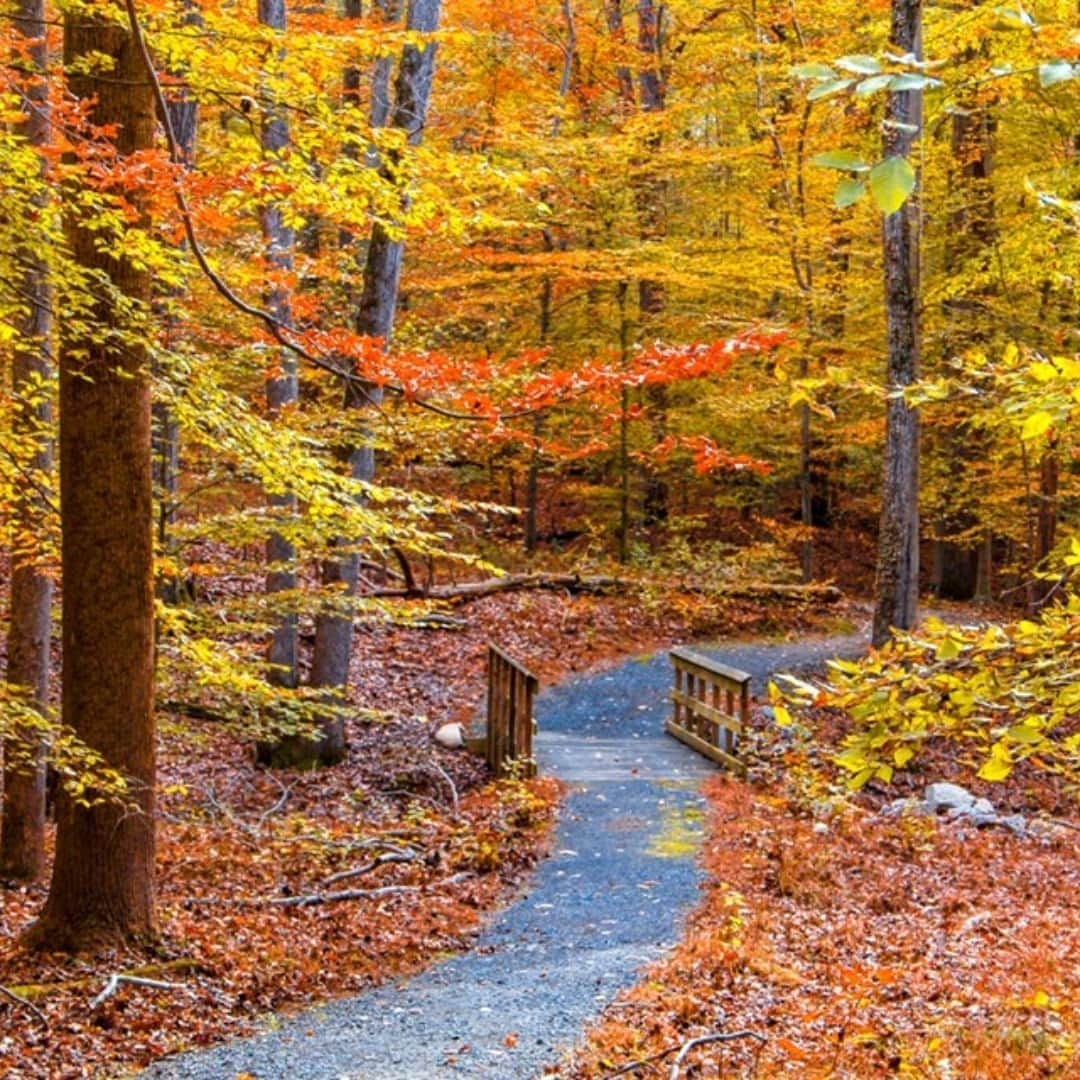 アメリカ内務省さんのインスタグラム写真 - (アメリカ内務省Instagram)「A mosaic of terrains and vegetation, Meadowood Special Recreation Management Area in #Virginia is a wonderful place for an autumn adventure. The Bureau of Land Management maintains a network of 13 miles of hiking #trails, 7 miles of horseback riding trails and 6 miles of thrilling mountain biking trails, which means you can pick your pace as you enjoy the fall colors of the rich hardwood forests. See you on the trails! Photo by Bureau of Land Management (@mypubliclands). #Meadowood #usinterior」10月21日 0時21分 - usinterior