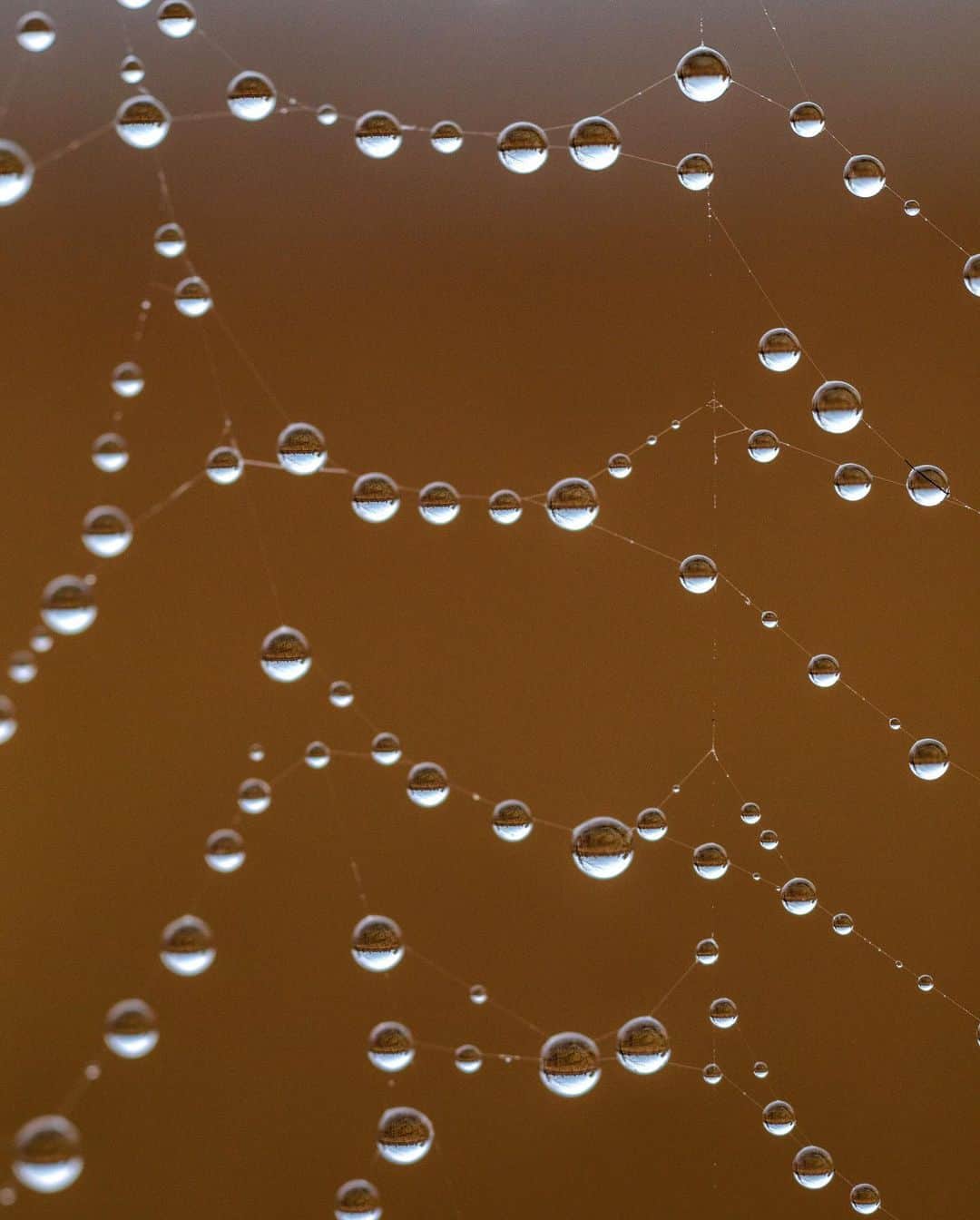 アンジー・ペインさんのインスタグラム写真 - (アンジー・ペインInstagram)「There are two things in life I will never, ever get enough of — water droplets & rainbow sprinkles.  • • • #macro #macrophotography」10月21日 0時36分 - angelajpayne
