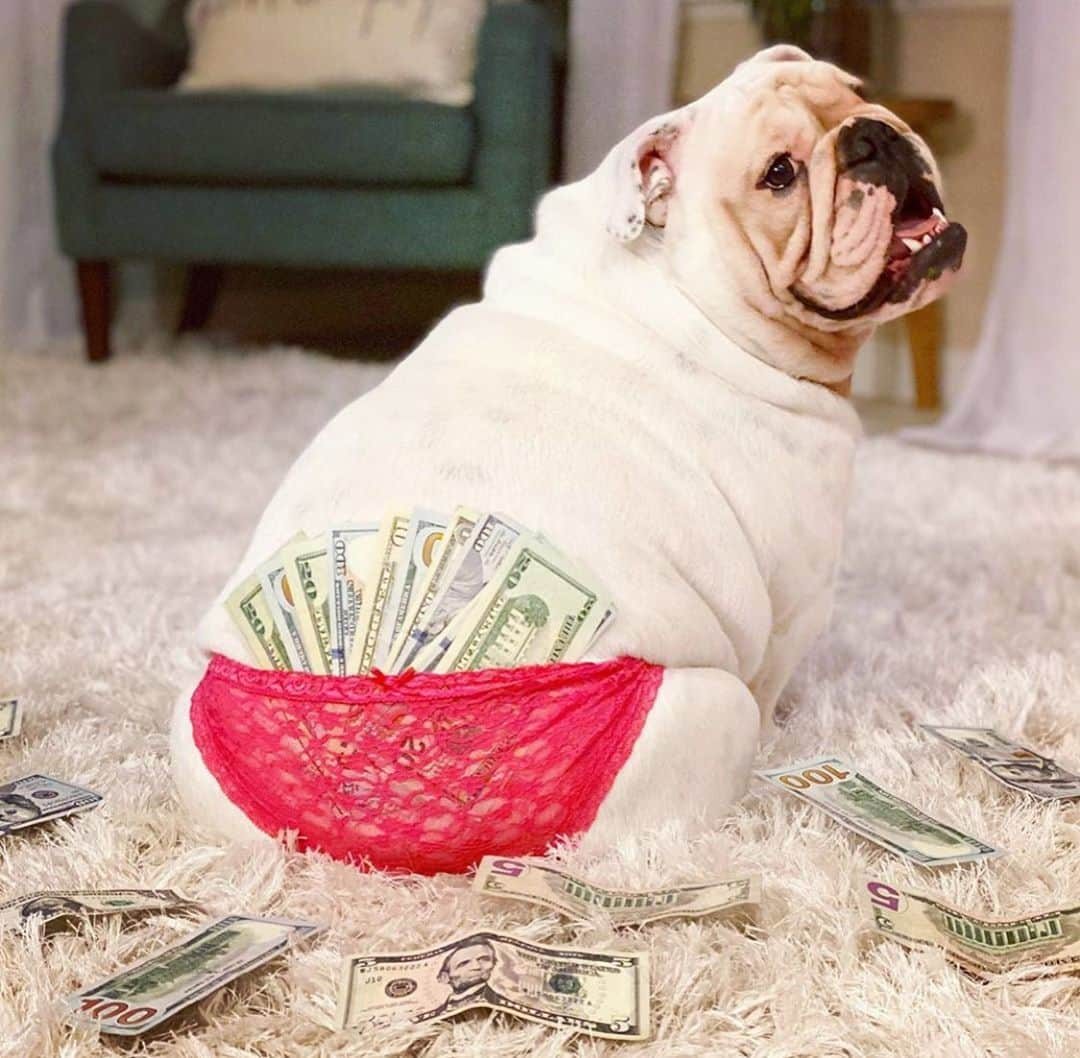 Bodhi & Butters & Bubbahさんのインスタグラム写真 - (Bodhi & Butters & BubbahInstagram)「When you finally realize you’re a whole damn meal, not a snack 🍟 #Want #Fries #With #That #Shake ?  . . . . . #bulldog #life #smile #laugh #funny #calm #down #its #a #joke #milkshake #boys #yard #dog #positivevibes #cute #bestoftheday #dogsofinstagram #puppy #love 💗 @itspeachesthebulldog」10月21日 0時38分 - keonistuff