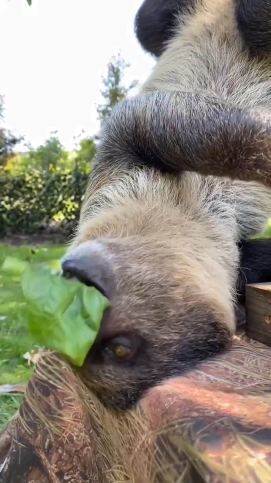 San Diego Zooのインスタグラム