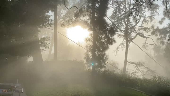 アマンダ・デ・カディネットのインスタグラム：「And now for a change from my usual programming ... ( sound on for nature sounds )  This is what I woke up to this morning outside my house . The craziest haze rolled in and out again within 10 mins.  I wanted to share this moment of magical peace, because 99 % of the time I’m focused on the many things that evoke fear, anxiety, grief etc , you know the list ... I’m working on allowing moments of reprieve, seconds or minutes if I’m lucky, to drop my armor, put my phone down and just be still . It helps . Calms my nervous system, quietens the fear and helps me recalibrate so I don’t get depleted. We are in a long ass marathon . This is not a sprint. Plan for the long haul . Do what you can to be gentle with your thoughts and kind to yourself, deal ?」