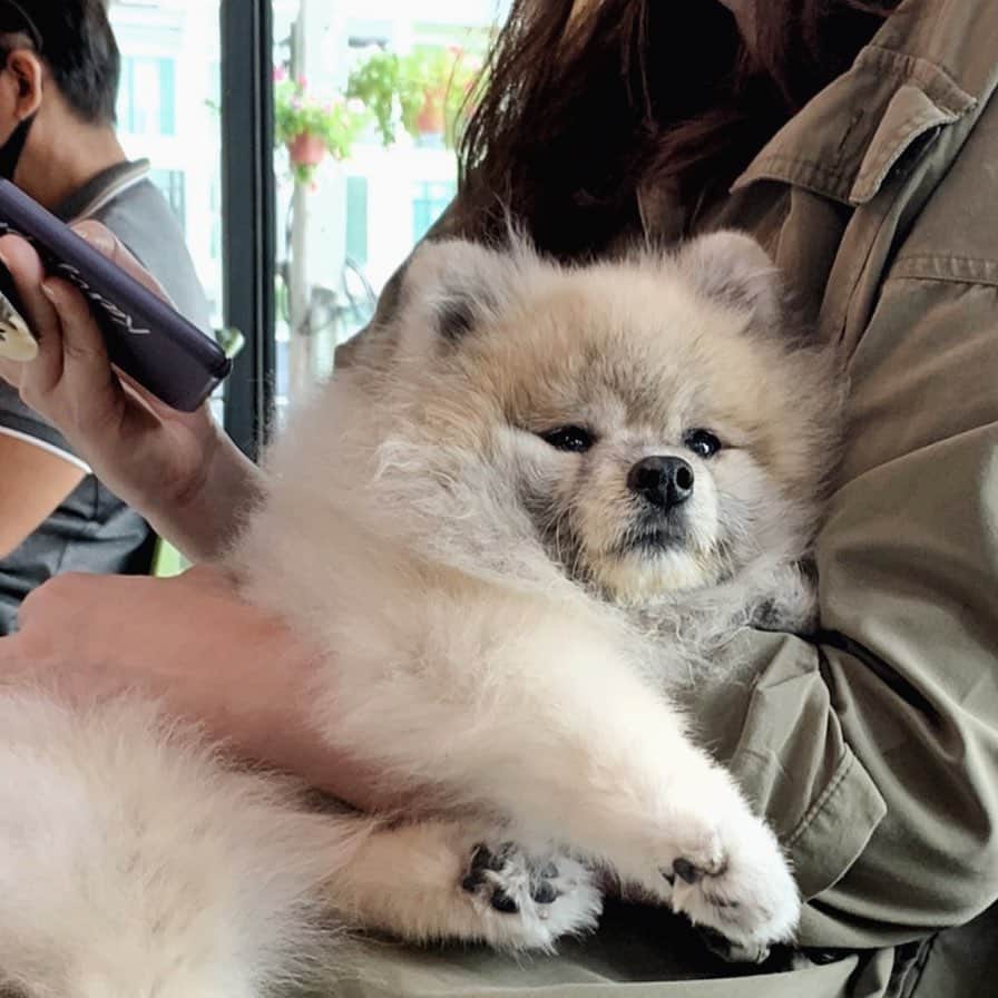 Ella Chuffyのインスタグラム：「Bored Chuffy 💭」