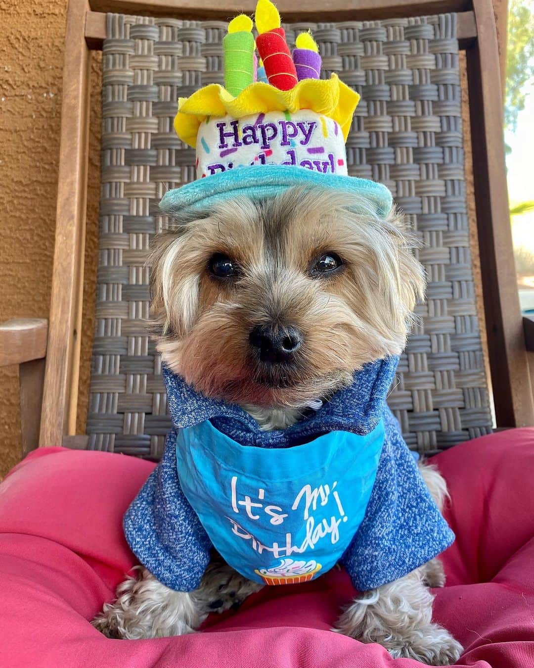 さんのインスタグラム写真 - (Instagram)「Maxito 💭 Happy Birthday to me! 🎂🎈🍾🎉 I’m 9 today! 🕺🏼💃🏼🎂🙌🏼🎈🍾🥳 #HappyBirthdayToMe #TheBirthdayBoy #LoveHimSoMuch #LetsCelebrate #DoggoBirthday #PawtyTime 🍾」10月21日 1時12分 - happyyorkiefamily