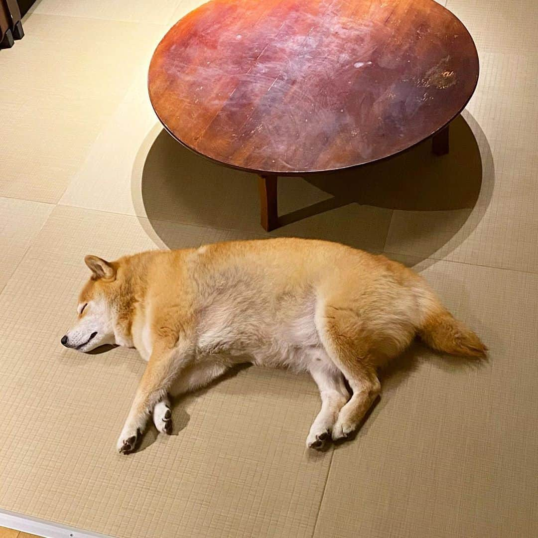 まる（まるたろう）さんのインスタグラム写真 - (まる（まるたろう）Instagram)「Good night!✨🐶💤✨パパ〜　ベッドまで運んでちゃぶだい #なんちゃって🐶 #面白かったでしょ #いいよ #使って」10月21日 1時16分 - marutaro