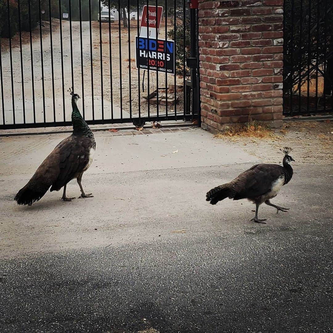 のインスタグラム：「Peacock mom and baby wild Peacock 🦚🦚🦚#PEACOCKS #peacock #peacocksrule #peacockempire #ilovepeacocks #peacocktime #peacockmagic #shadowhills #THANKYOU #peafowls #peacockdaddy #peacocksquad #wildpeacocks 🦚🦚🦚🦚🦚🦚🦚🦚🦚🦚🦚🦚🦚🦚🦚🦚🦚I love their fancy head Mohawk.」