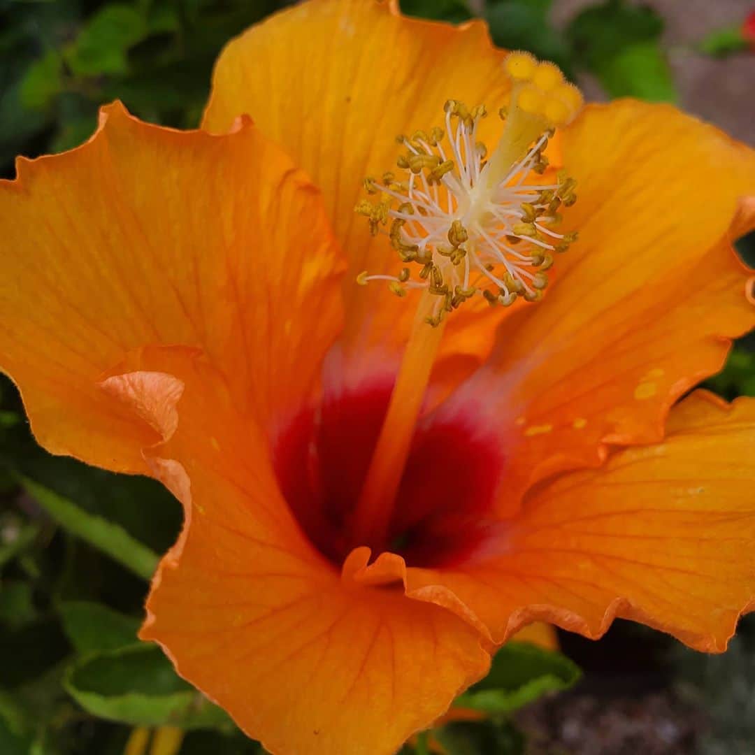 のインスタグラム：「NEW HIBISCUS 🌺 🌺🌺🌺🌺🌺🌺🌺🌺🌺 #GASOLINEGARDEN #ILOVEGARDENS #GARDENSRULE #GARDENCHURCH #GARDENPARTY #GARDENMAGIC #AVANTGARDEN #GARDENS #GARDENGANGSTER #GARDEN #GRADENLIFE #GARDENER #GARDENTIME  #GARDENING #VEGETABLEGARDEN #FLOWERS #SUCCULENTS  #PLANTS  #CACTUS #AYEARINFLOWERS  #shadowhills  #THANKYOU  @gasolineglamour  #GASOLINEGLAMOUR #PLANTSOMESHIT  #GROWSOMESHIT  @nicksnursery  #NICKSNURSERY #hybiscus  #hybiscusflower」