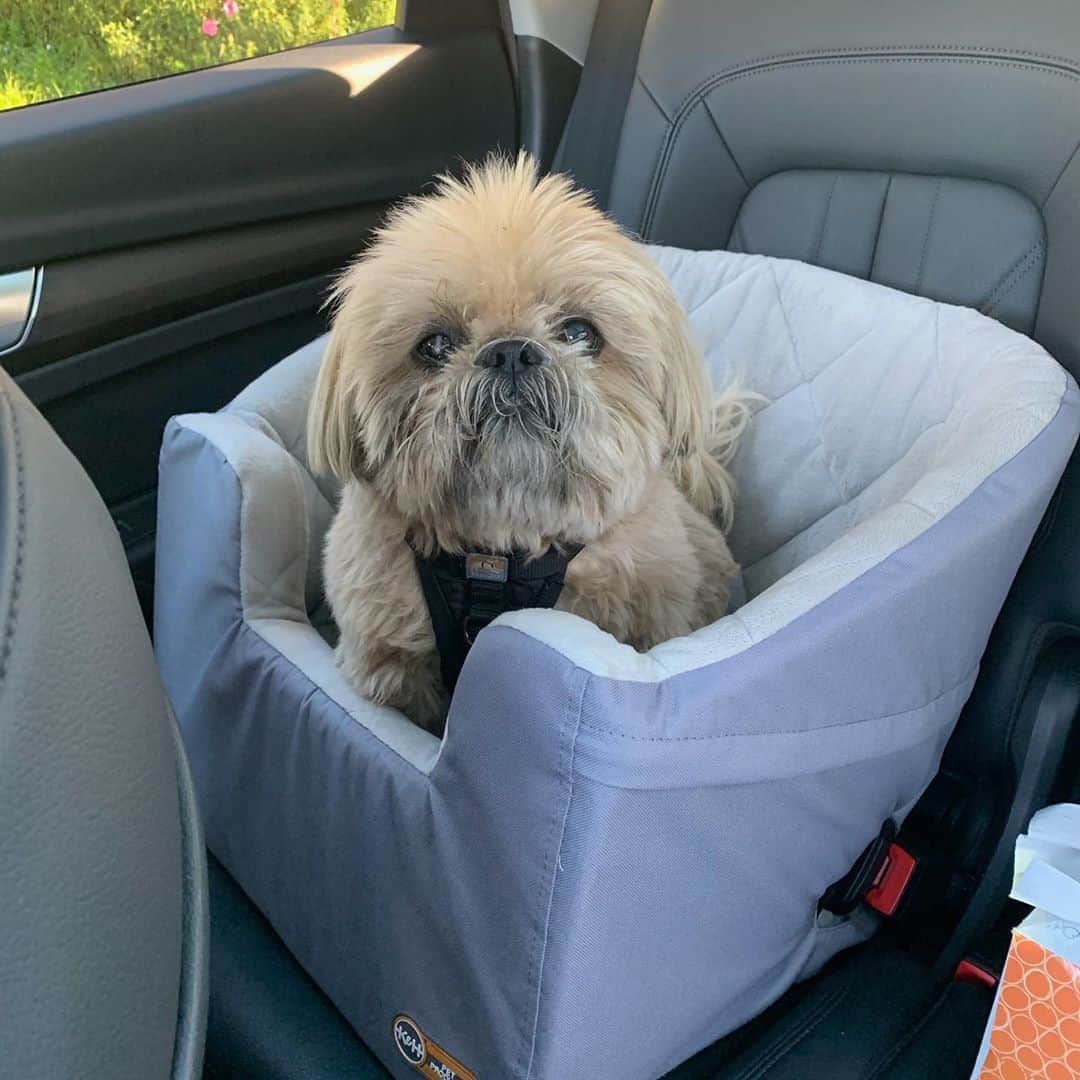 Dougie the Shih Tzuさんのインスタグラム写真 - (Dougie the Shih TzuInstagram)「Dougie got a great report at the vet this morning, and the eye and graft look very good!  He’s now switching to a steroid drop and a medication to help with his autoimmune issues.  He goes back in 4 weeks for another checkup, but he’s well on his way to a full recovery.  And we got the all-clear for a bath and haircut, and no more cone of shame. ❤️」10月21日 2時02分 - dailydougie