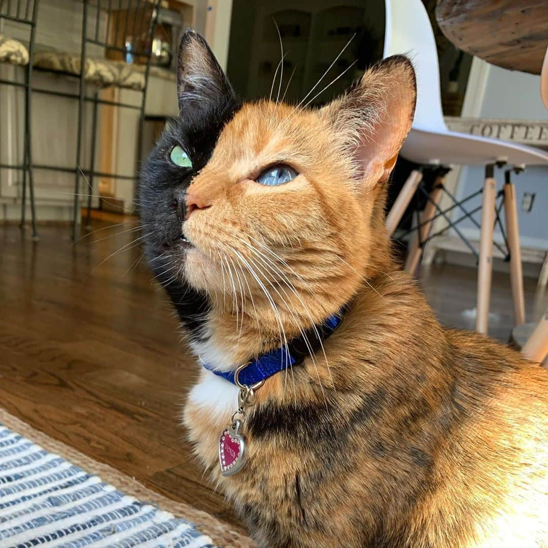 Venus Cat のインスタグラム：「Can you spot it? This is not portrait mode nor edited in any way....what is missing/not showing due to the different coloring? 🧐 🤔」