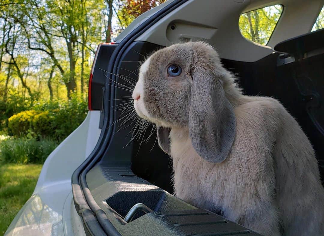 Subaru of Americaさんのインスタグラム写真 - (Subaru of AmericaInstagram)「Clearly, cats and dogs aren't the only pets who love Subaru.  And yes. That's a #SubaruLovesPets bowtie 🐇.   (📸:@stayathomebun)」10月21日 2時25分 - subaru_usa