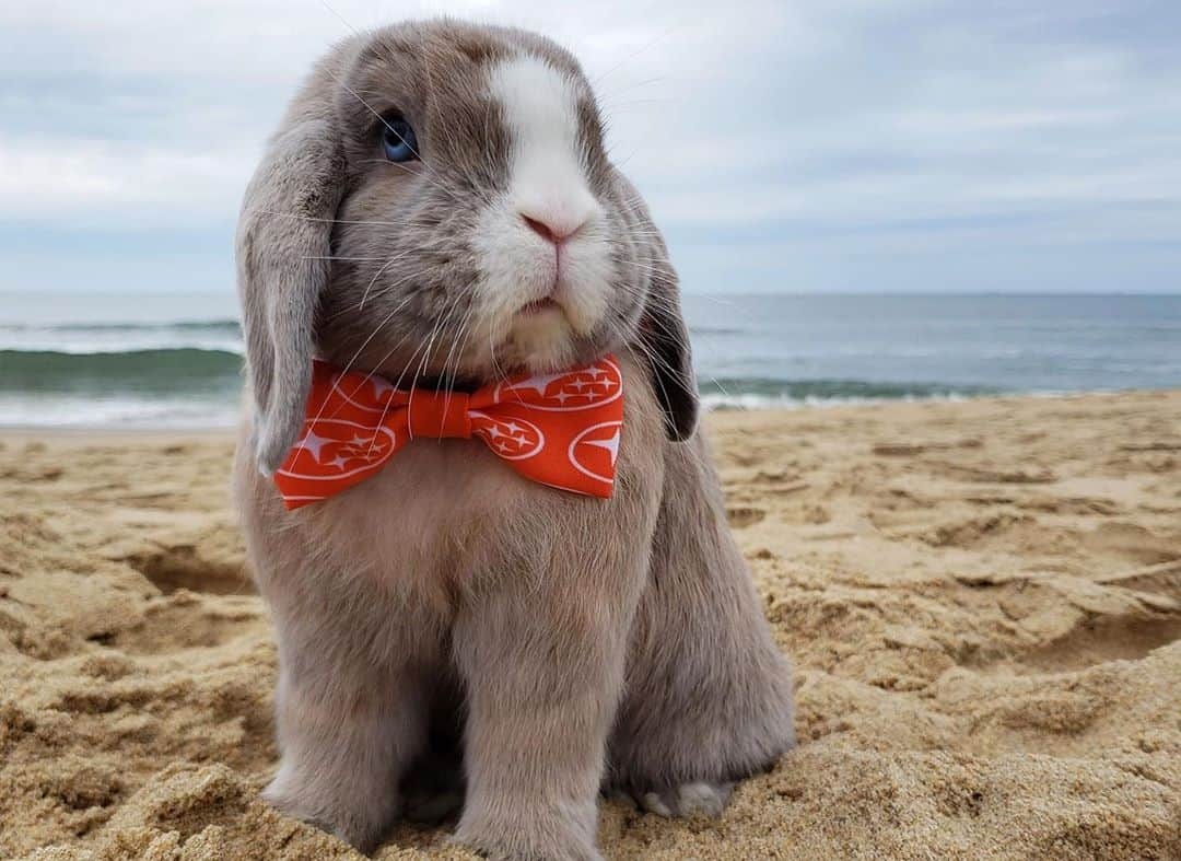 Subaru of Americaさんのインスタグラム写真 - (Subaru of AmericaInstagram)「Clearly, cats and dogs aren't the only pets who love Subaru.  And yes. That's a #SubaruLovesPets bowtie 🐇.   (📸:@stayathomebun)」10月21日 2時25分 - subaru_usa