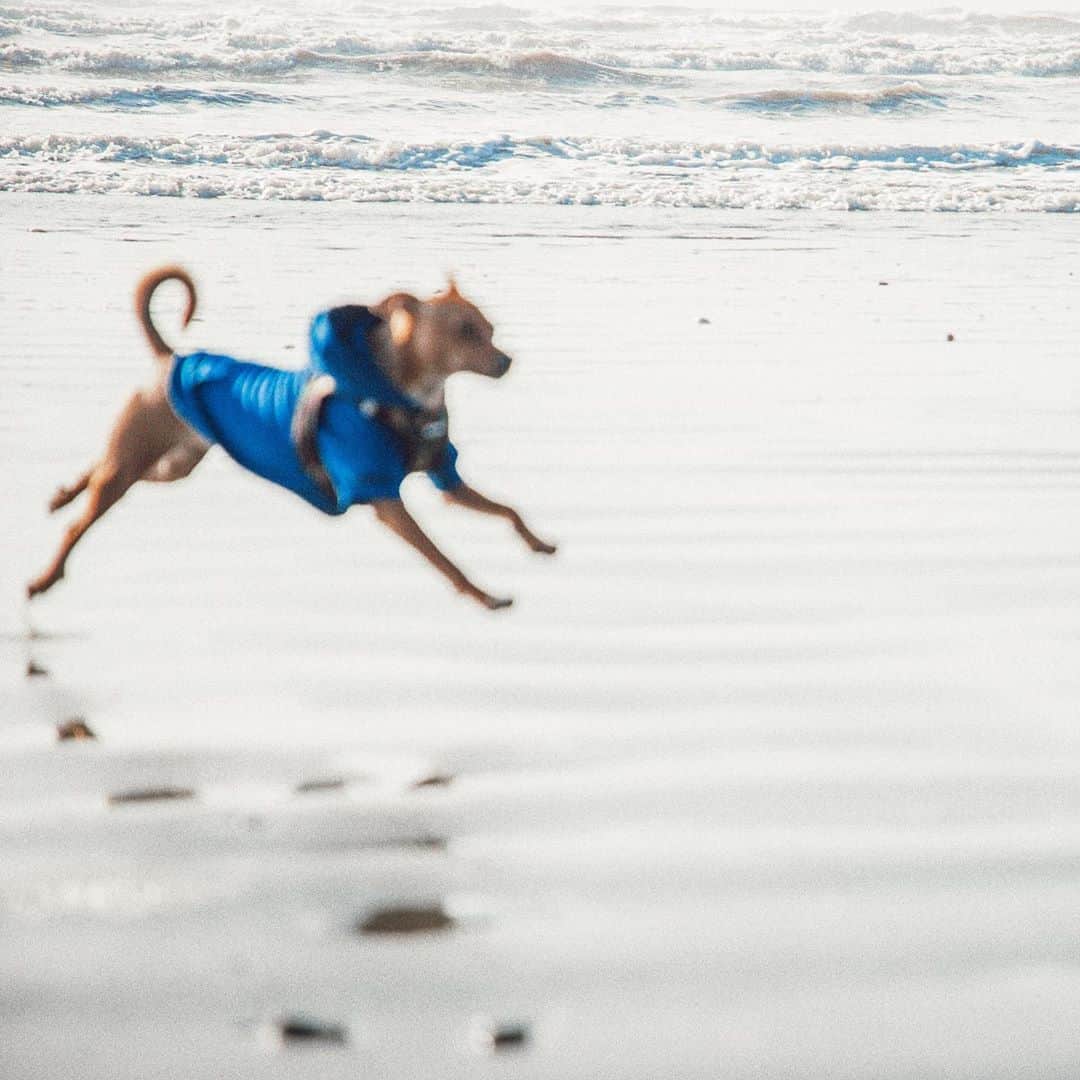 サラ・ジーン・アンダーウッドさんのインスタグラム写真 - (サラ・ジーン・アンダーウッドInstagram)「Homer at the beach is a whole mood 💁🏼‍♀️🐕🌊 . 📸s by @jacobwitzling  . #adoptdontshop #dogsofinstagram」10月21日 2時37分 - saraunderwood