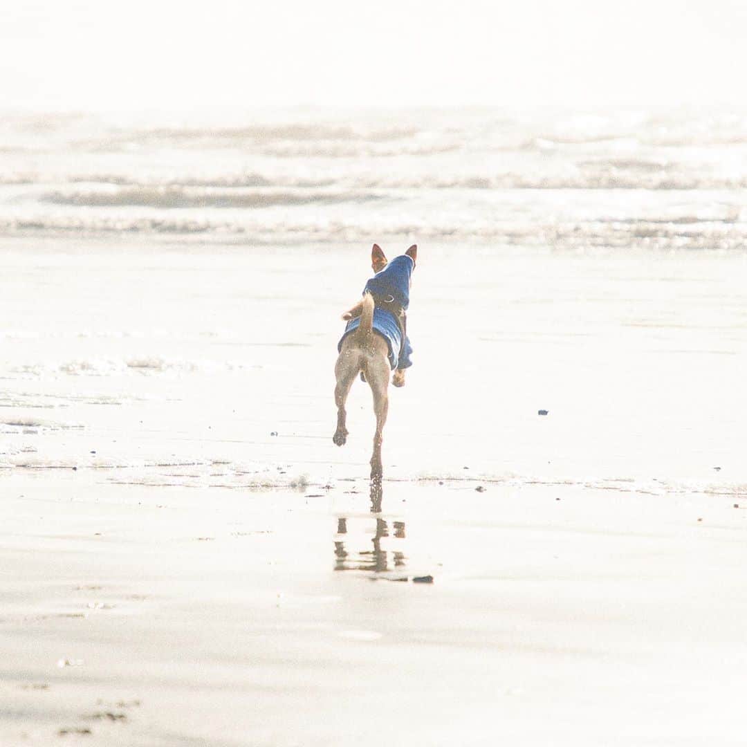 サラ・ジーン・アンダーウッドさんのインスタグラム写真 - (サラ・ジーン・アンダーウッドInstagram)「Homer at the beach is a whole mood 💁🏼‍♀️🐕🌊 . 📸s by @jacobwitzling  . #adoptdontshop #dogsofinstagram」10月21日 2時37分 - saraunderwood