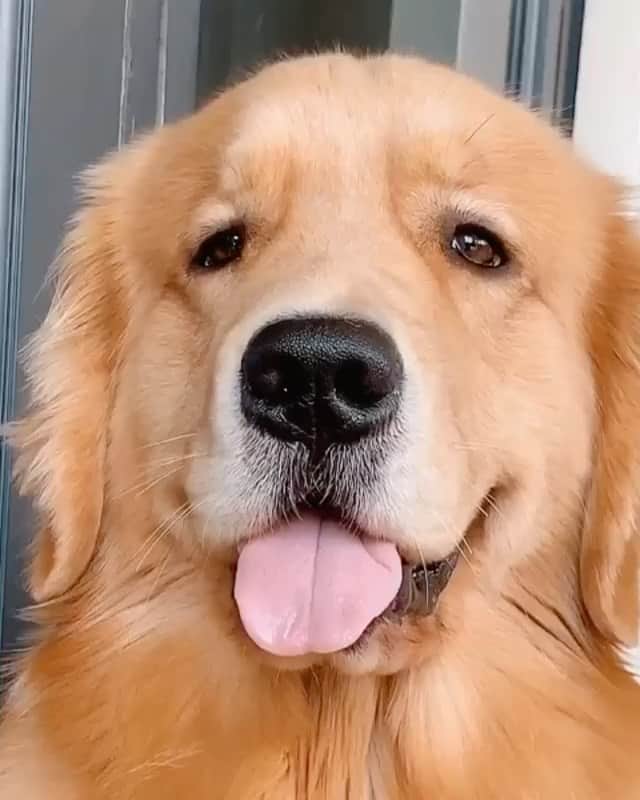 DogsOf Instagramのインスタグラム：「“nothing like a good ole’ MLEM check 👅#tot #totuesday” writes @leopupinci   #dogsofinstagram」