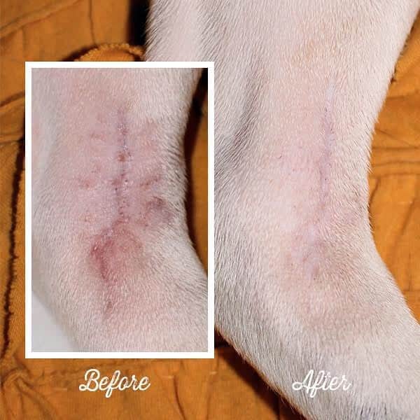 のインスタグラム：「People have Neosporin, and now dogs have #SkinSoother. This all-natural healing balm is antibacterial, anti-fungal, anti-inflammatory and super soothing to help relieve irritation, prevent/treat infection, speed recovery and reduce scarring. Perfect for cuts, rashes, allergies, hot spots, itchy paws, bug bites…pretty much everything. . ⭐ SAVE 20% off @naturaldogcompany with code JMARCOZ at NaturalDog.com  worldwide shipping  ad 📷: @Rootbeer_frenchie . . . . . #petsupplies #frenchie #frenchbulldog #cute #bulldog」