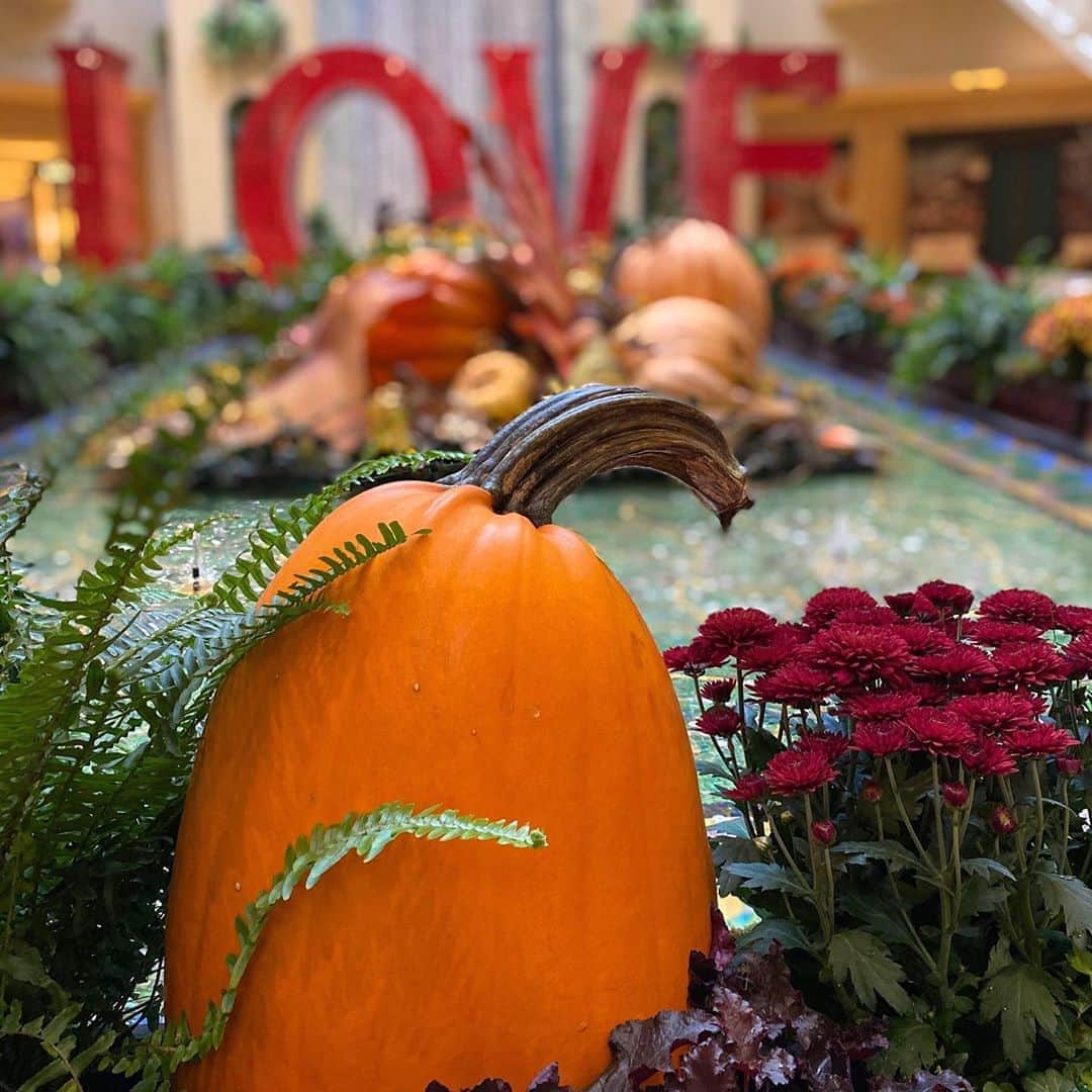The Venetian Las Vegasさんのインスタグラム写真 - (The Venetian Las VegasInstagram)「Most of all, we LOVE #fall! 🍂」10月21日 3時01分 - venetianvegas
