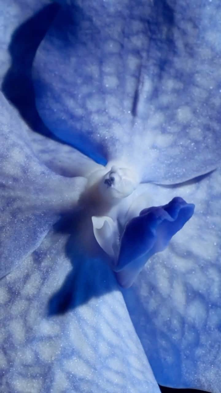 のインスタグラム：「Research has revealed that oxygen levels that are too low compared to the skin’s needs – a phenomenon known as hypoxia – will speed up the signs of aging on ageing, all the more so because hypoxia increases with age.  Harnessing Guerlain's Cell Respiration Technology, Orchidée Impériale offers women a new way of perceiving time, inspired by the regenerative processes of the star orchid. The orchid utilises a natural “cell respiration” regulator: the body's natural way of combating low oxygen levels.  #Guerlain #GuerlainSkincare #Skincare #OrchideeImperiale #AntiAge #Orchids」