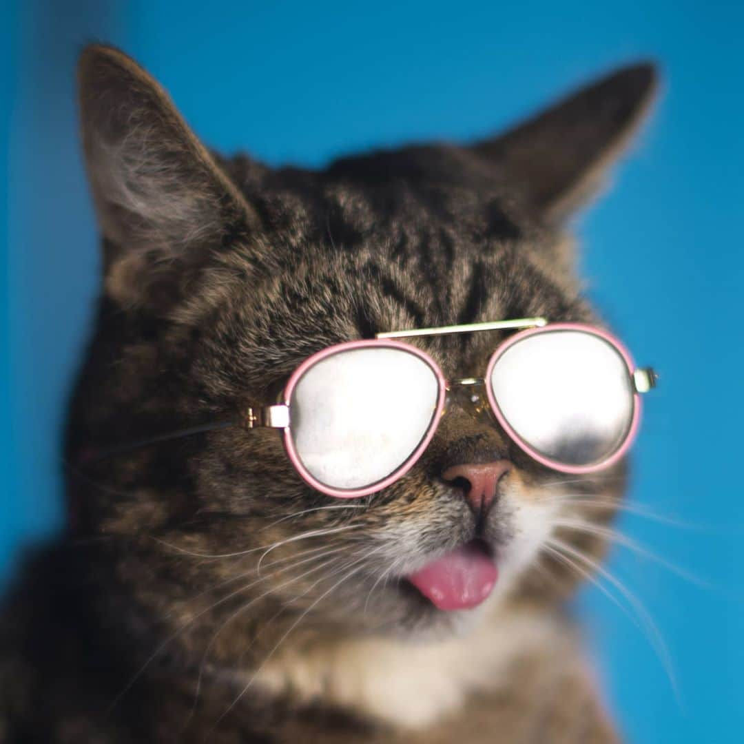 Lil BUBさんのインスタグラム写真 - (Lil BUBInstagram)10月21日 3時12分 - iamlilbub