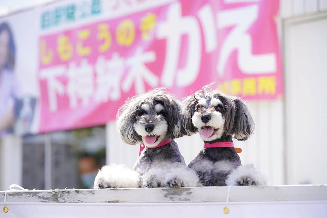 のインスタグラム：「本日は茨城県つくば市からこんにちわん！マーブルとイヴです٩( 'ω' )و﻿ ﻿ パパ様のお友達の #下神納木かえ  @kae_shimokonoki さんがつくば市議会議員選挙に立候補しています。﻿ #髭犬祭 でもステージでマッサージセミナーを開催してくれた経験のある動物理学療法士さんです✨﻿ ﻿ 犬たちと暮らす社会環境を良くしていくためには、行政に声を届けるために犬の専門家に政治家になってもらうのが近道🐕﻿ ﻿ これからもっともっと犬たちのために仕事をしてもらうためにも、つくば市在住の方はぜひ #下神納木かえ  さんへの一票をよろしくお願い致します。﻿ つくば市在住でない方もぜひつくば市のお友達やお知り合いに #下神納木かえ さんをご紹介頂き、大切な一票の依頼をお願い致します🎃﻿ ﻿ ちなみに名前は下神納木かえと書いて　しもこうのき かえ　と読みます。読みづらいわん！😍﻿ ﻿ #dogenic #わんことおでかけ #doglife #doglover #inuくらぶ_jpn #しゅなら部 #ミニチュアシュナウザー #ミニシュナ #シュナウザー #miniatureschnauzer #schnauzer #schnauzerofinstagram #schnauzer_lovers #schnauzer_of_instagram #asianfusiongrooming #inulog #inutokyo #only_one_wan  #paw_smile_pictures  #dogsta #insta_dog #wooftoday」