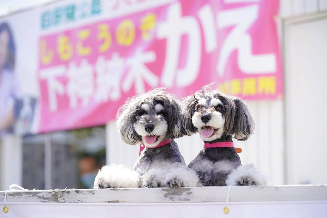 中野区在住のミニシュナのInstagramさんのインスタグラム写真 - (中野区在住のミニシュナのInstagramInstagram)「本日は茨城県つくば市からこんにちわん！マーブルとイヴです٩( 'ω' )و﻿ ﻿ パパ様のお友達の #下神納木かえ  @kae_shimokonoki さんがつくば市議会議員選挙に立候補しています。﻿ #髭犬祭 でもステージでマッサージセミナーを開催してくれた経験のある動物理学療法士さんです✨﻿ ﻿ 犬たちと暮らす社会環境を良くしていくためには、行政に声を届けるために犬の専門家に政治家になってもらうのが近道🐕﻿ ﻿ これからもっともっと犬たちのために仕事をしてもらうためにも、つくば市在住の方はぜひ #下神納木かえ  さんへの一票をよろしくお願い致します。﻿ つくば市在住でない方もぜひつくば市のお友達やお知り合いに #下神納木かえ さんをご紹介頂き、大切な一票の依頼をお願い致します🎃﻿ ﻿ ちなみに名前は下神納木かえと書いて　しもこうのき かえ　と読みます。読みづらいわん！😍﻿ ﻿ #dogenic #わんことおでかけ #doglife #doglover #inuくらぶ_jpn #しゅなら部 #ミニチュアシュナウザー #ミニシュナ #シュナウザー #miniatureschnauzer #schnauzer #schnauzerofinstagram #schnauzer_lovers #schnauzer_of_instagram #asianfusiongrooming #inulog #inutokyo #only_one_wan  #paw_smile_pictures  #dogsta #insta_dog #wooftoday」10月21日 12時40分 - marble_eve