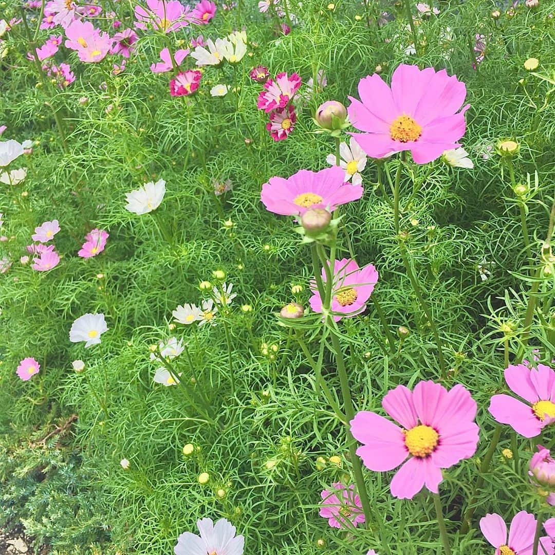 のインスタグラム：「▶︎秋桜。 : : 綺麗 ✨ : : お家に飾りたいなぁ ❀ : : : いつみても癒されます☺️💭 : : #秋桜 #コスモス #flower #花」