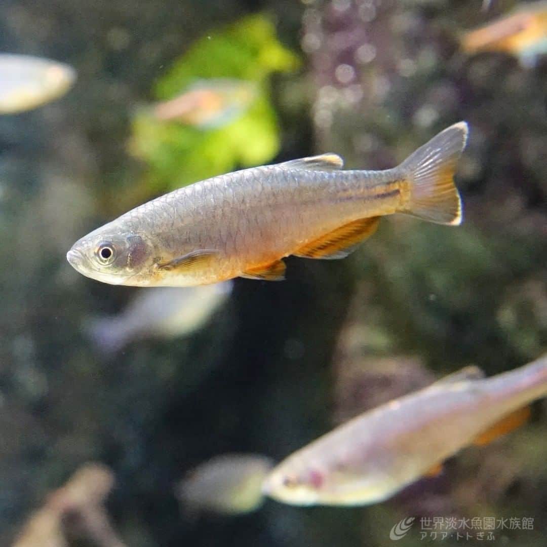 世界淡水魚園水族館 アクア・トト ぎふのインスタグラム：「小川で群れをつくり生活するパールダニオ。 派手な煌びやかさではありませんが、渋みのある色合いも魅力的だと思う魚です。  #アクアトト #アクアトトぎふ #アクアトト岐阜 #水族館#Pearldanio#Danioalbolineatus」