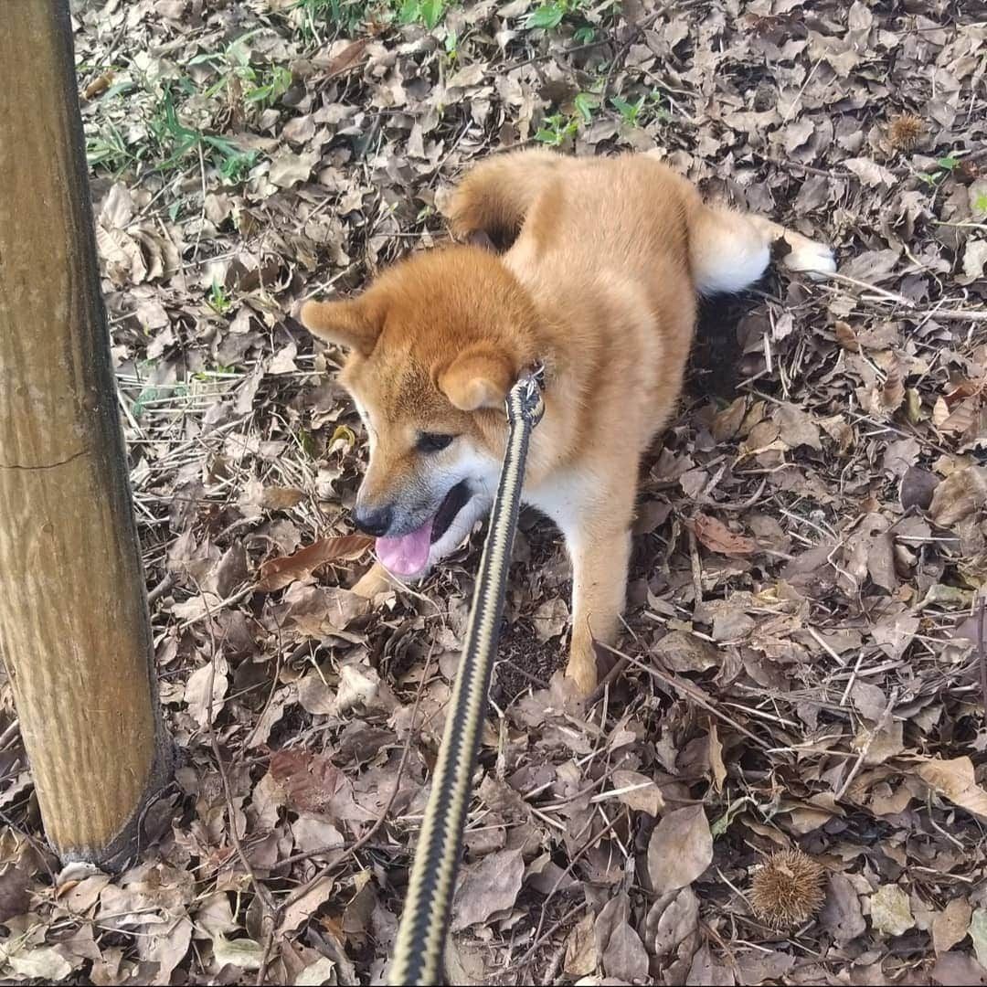 柴犬たま Shibainu Tamaさんのインスタグラム写真 - (柴犬たま Shibainu TamaInstagram)「へっぴり腰で逃げようとするウニ🐕💨﻿ ﻿ まあ、目線の低いワンコにとって段差は怖いよね😅 無理せずゆっくり頑張っていこうね✊﻿ ﻿﻿ Caption trans🇬🇧﻿﻿﻿﻿﻿﻿﻿ Uni is afraid of the stairs and is trying to escape🐕💨﻿ The stairs may be terrifying for dogs that are shorter than humans😅 Take it easy and overcome it slowly✊﻿ ﻿﻿﻿﻿﻿ #たま家族 #柴犬ウニ #お散歩 #階段チャレンジ #階段下り #ビビリ #笑顔 #へっぴり腰 #プリケツ #しっぽモフモフ #座り込み #かなりひし形﻿ #柴犬 #shiba #shibainu #shibastagram #犬 #dog #柴犬子犬 #子犬 #shibapuppy #shibainupuppy #puppy」10月21日 12時52分 - tama7653