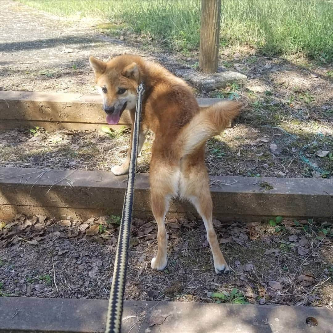 柴犬たま Shibainu Tamaのインスタグラム