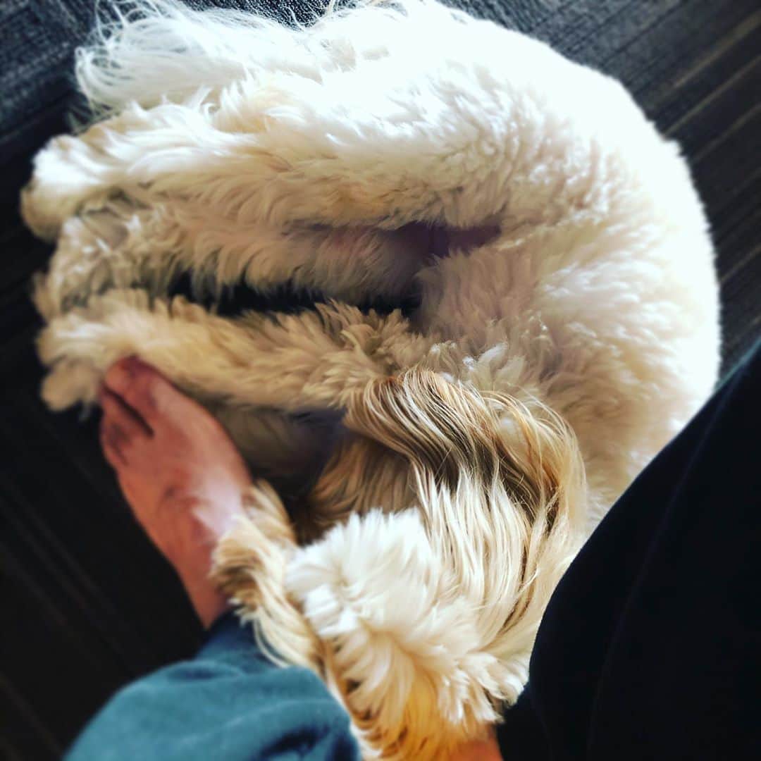 北山陽一のインスタグラム：「あまえんぼめ。#きたやまおもち」