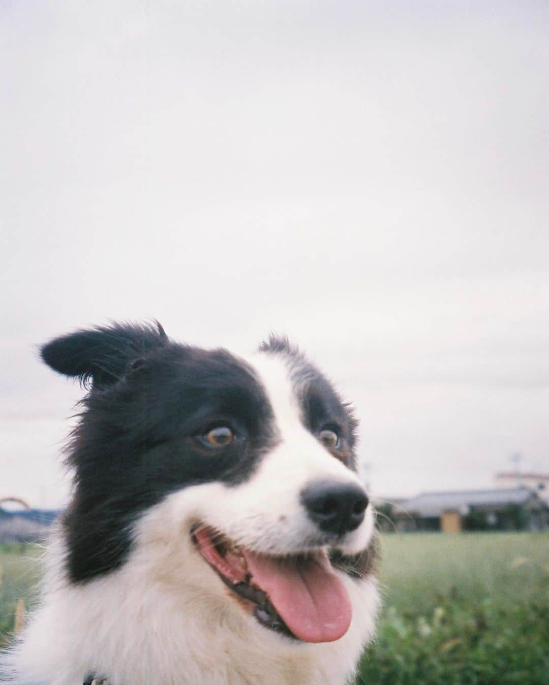 中尾萌那のインスタグラム：「🎂🎈 相棒が 5さいになりました🐼 #bordercollie」