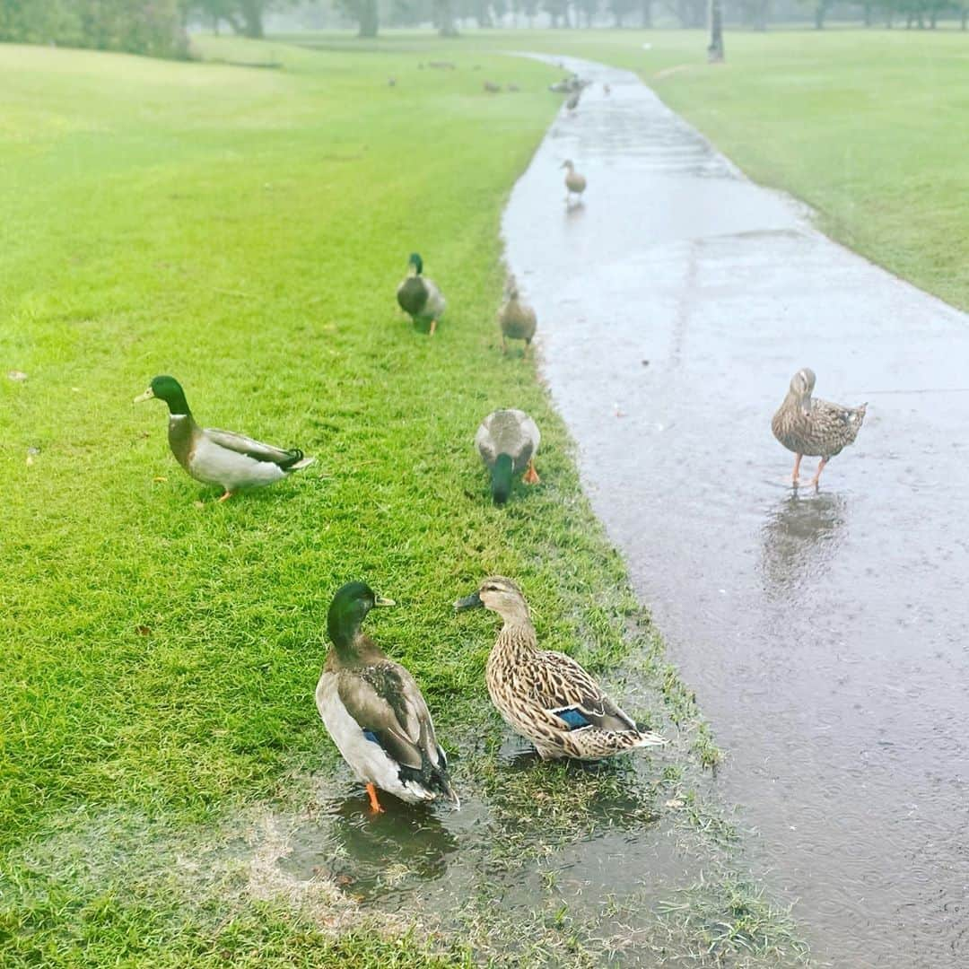 Lanikai Bath and Bodyさんのインスタグラム写真 - (Lanikai Bath and BodyInstagram)「The ducks had a grand time in Kailua today! #rainyday #gokailua #lanikaibathandbody #kailuatownhi」10月21日 13時38分 - lanikaibathandbody