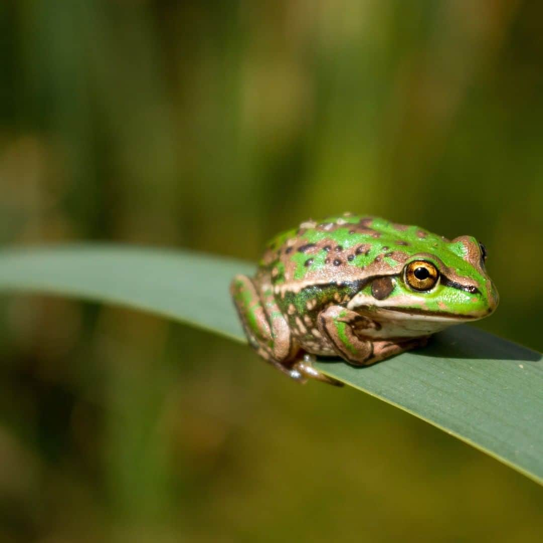 タロンガ動物園さんのインスタグラム写真 - (タロンガ動物園Instagram)「Did you know, scientists consider frogs like this beautiful Yellow-spotted Bell Frog excellent indicators of the health of freshwater ecosystems? 🐸🐸  Frogs and tadpoles are sensitive creatures and their thin, porous skin means they easily absorb chemicals and pollution found in our waterways.   This Water Week, take a moment to listen out for frogs in your local environment and what they have, or don't have to say, about the health of their waterways.   #forthewild #tarongatv #nationalwaterweek」10月21日 14時00分 - tarongazoo