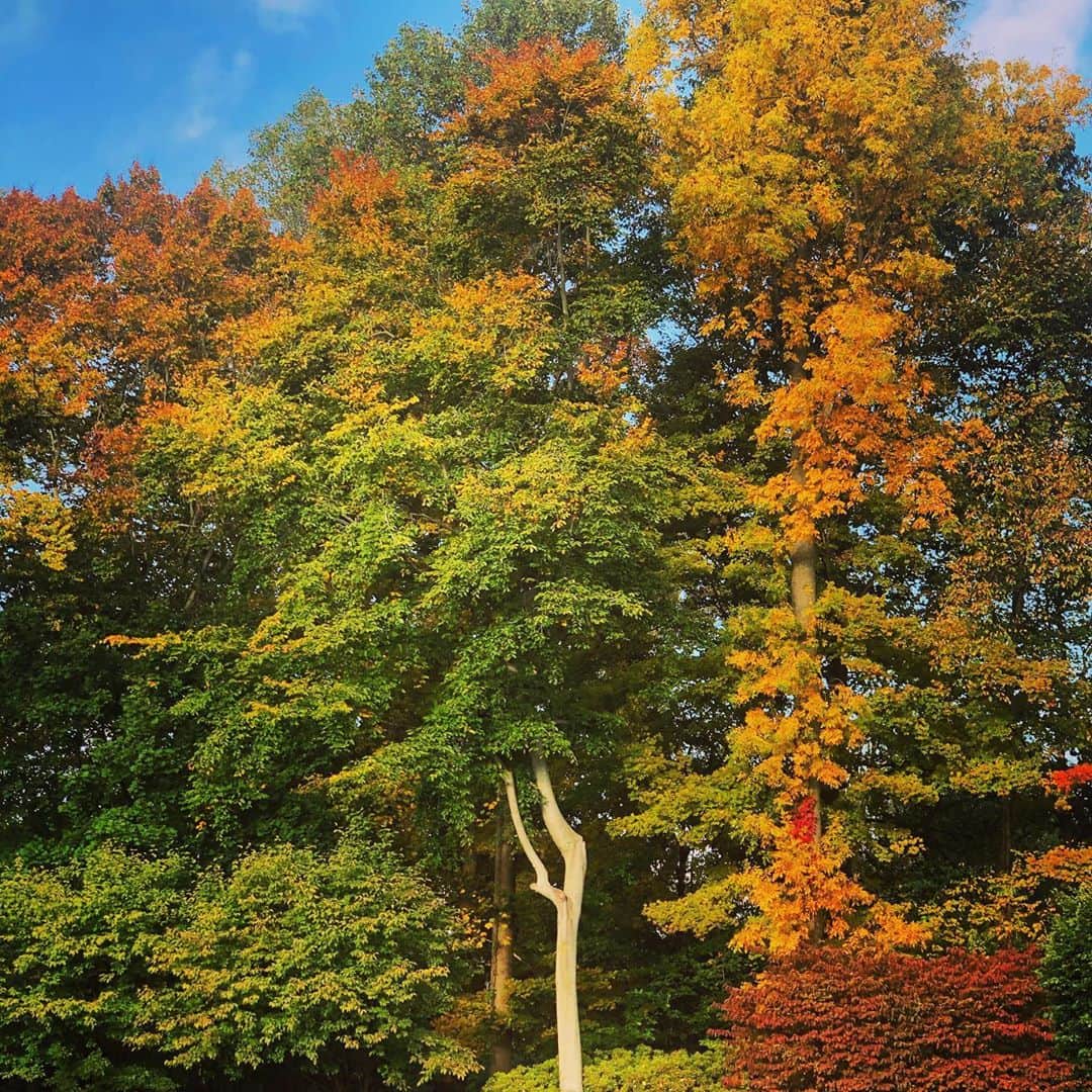 スコット・フォーリーのインスタグラム：「#Fall. Just because.」