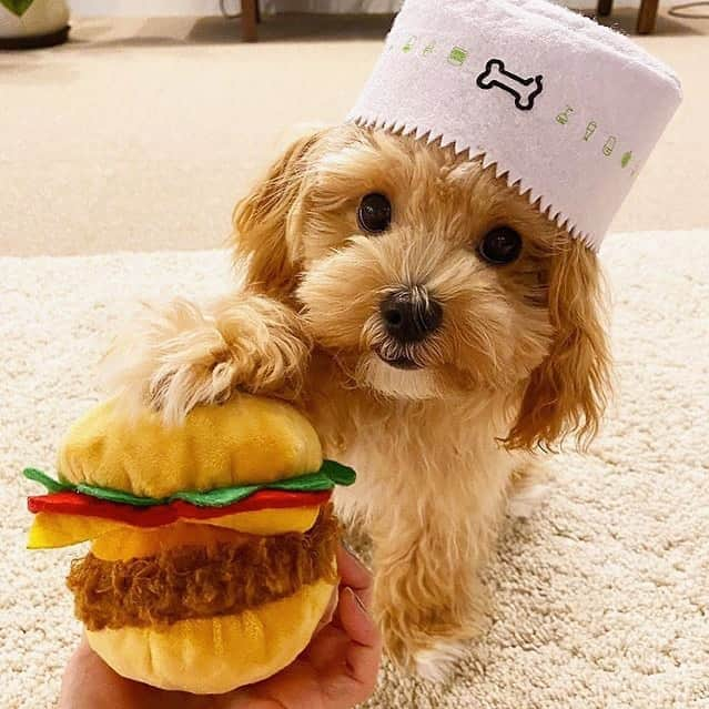 SHAKE SHACKさんのインスタグラム写真 - (SHAKE SHACKInstagram)「When someone asks what we want for dinner... 🍔  📸: @gddy1011 #shakeshack」10月21日 5時40分 - shakeshack