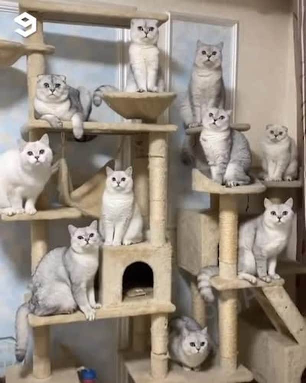 のインスタグラム：「It's meowgic⠀ ⠀ #meowed #family #cattree #magic #scottishfold #BSH #Britishshorthair」