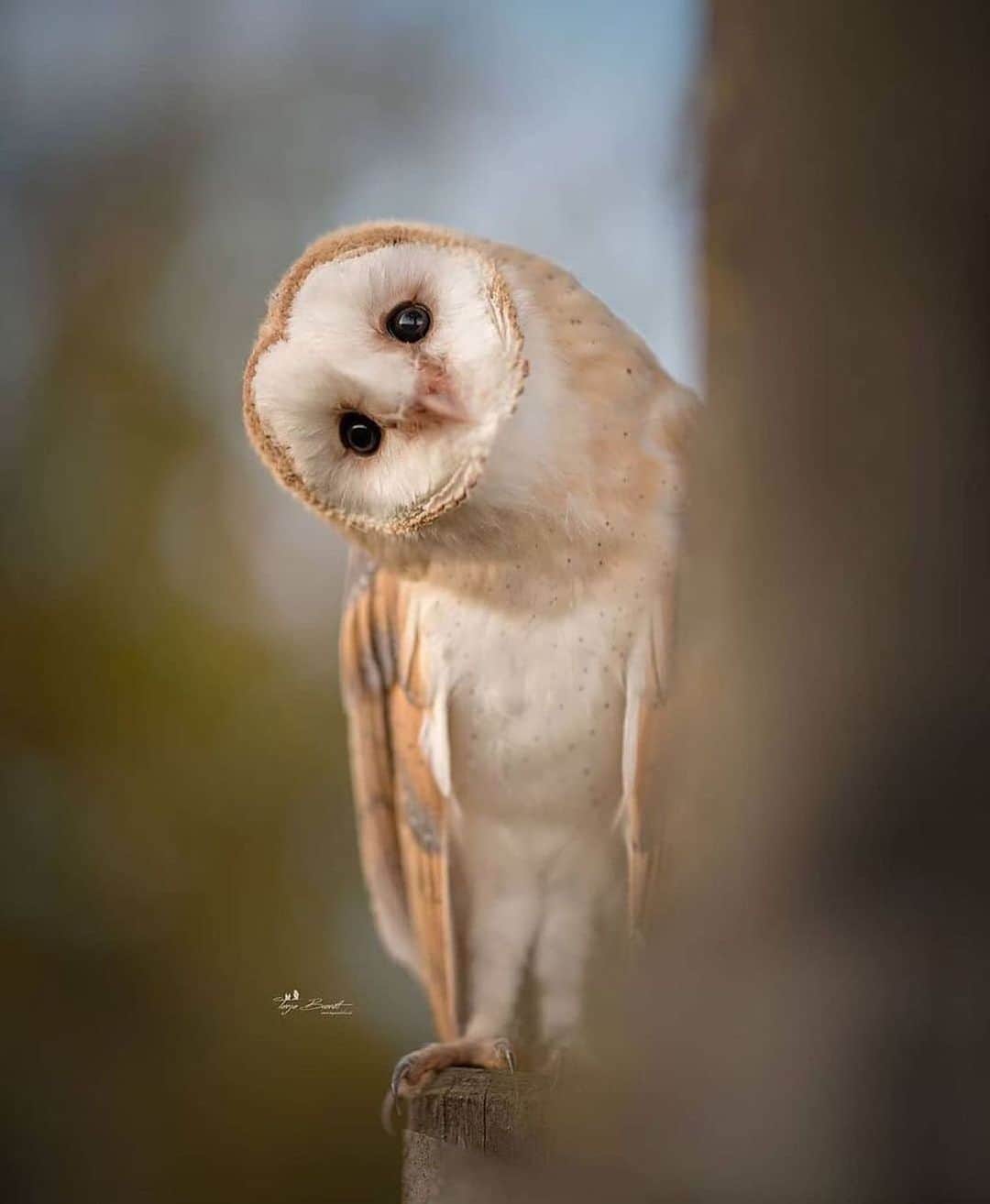 WildLifeのインスタグラム：「Who's there? 🦉🙃Tag that friend that is always there for you Photo by @tanja_brandt」